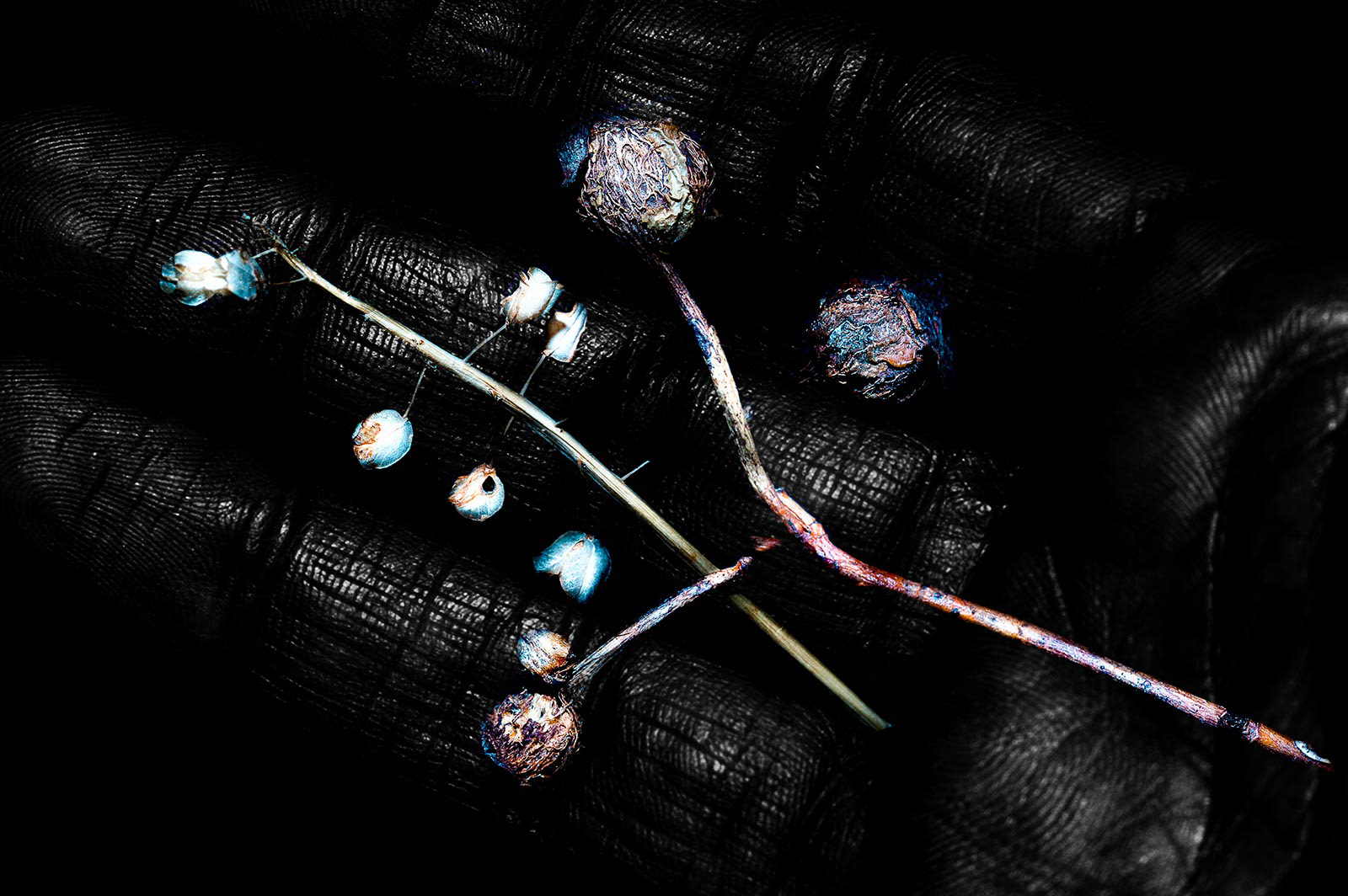 Corruption(s) - Rebirth - Photographie Numérique en Studio - France- 2016