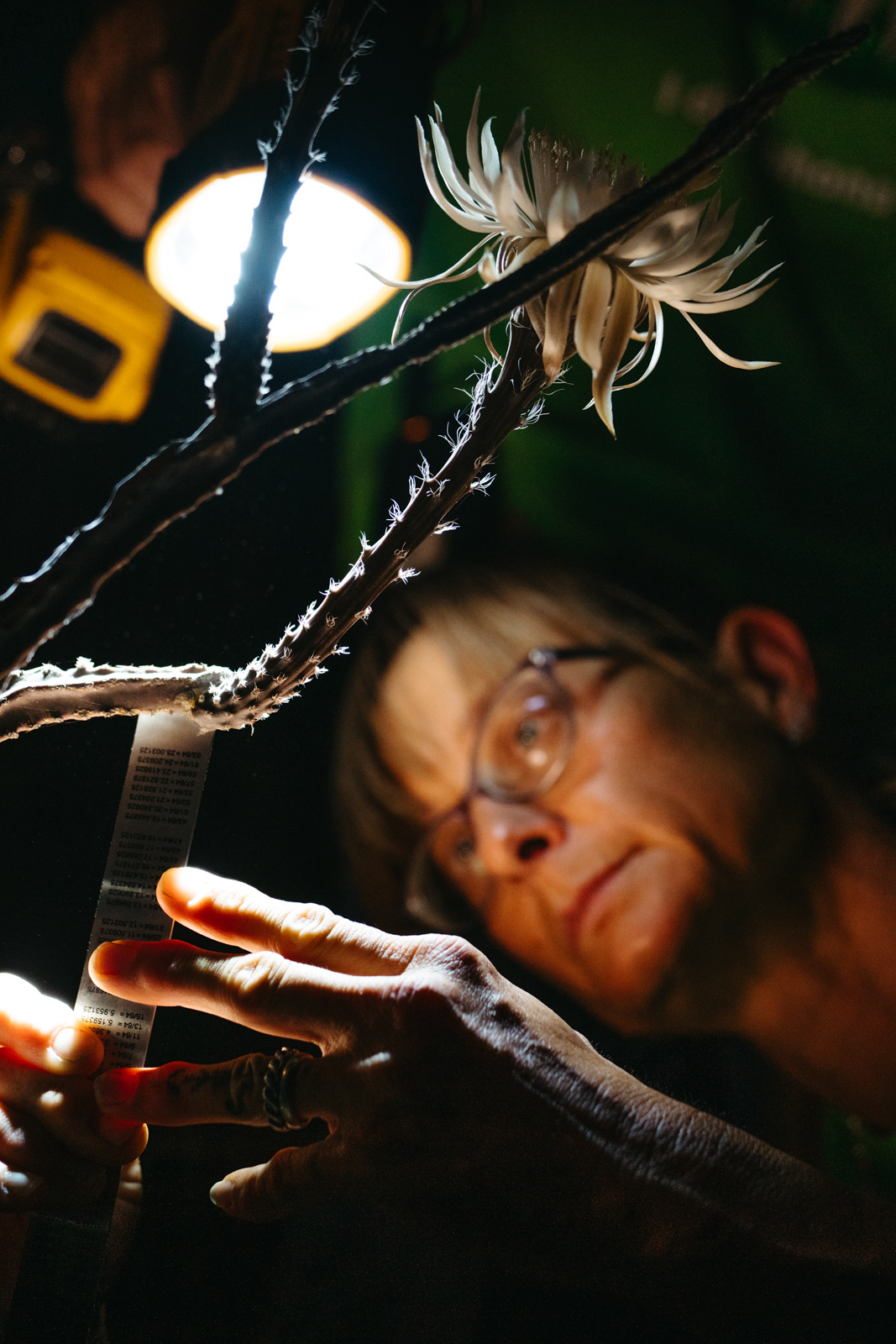 Shauna Smith measures the bloom of Peniocereus greggii, Queen of the Night, at Tohono Chul Gardens, June 9, 2025