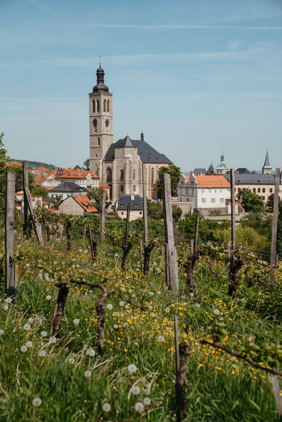 A grapevine overlooking the Church of St. James in Kutna Hora