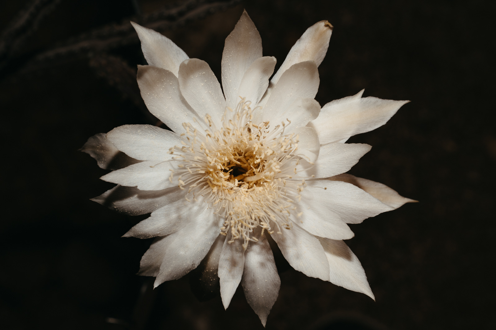 The flower of Peniocereus greggii