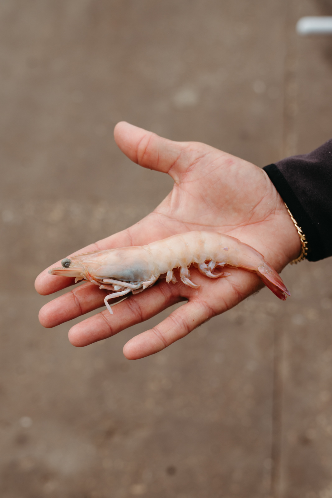Justin holds a shrimp on the palm of his hand