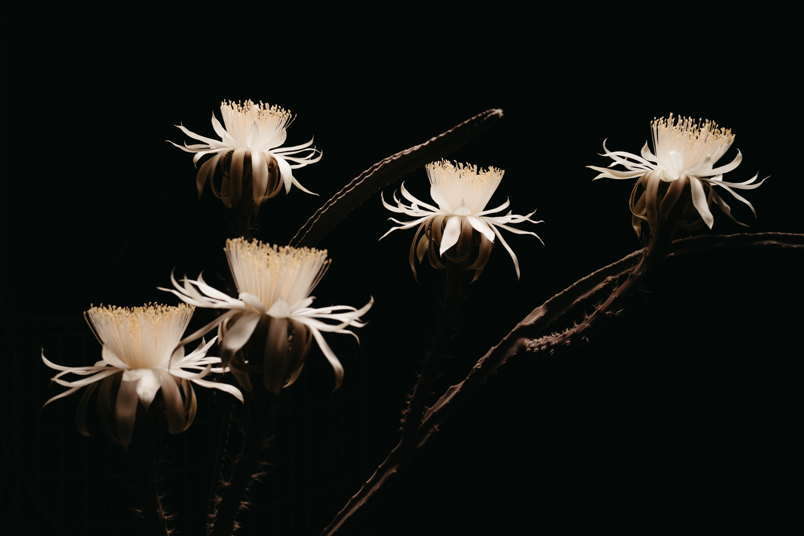 Some Peniocereus greggii can have multiple blooms at once