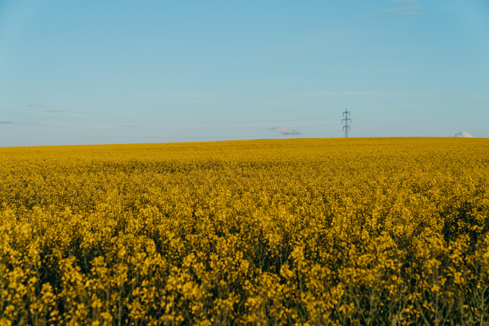 Canola fields covered the hills in a golden blanket in the Czech countryside