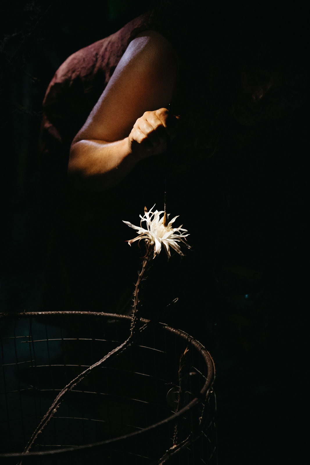 A woman dusts the pollen from within the flower for manual pollination