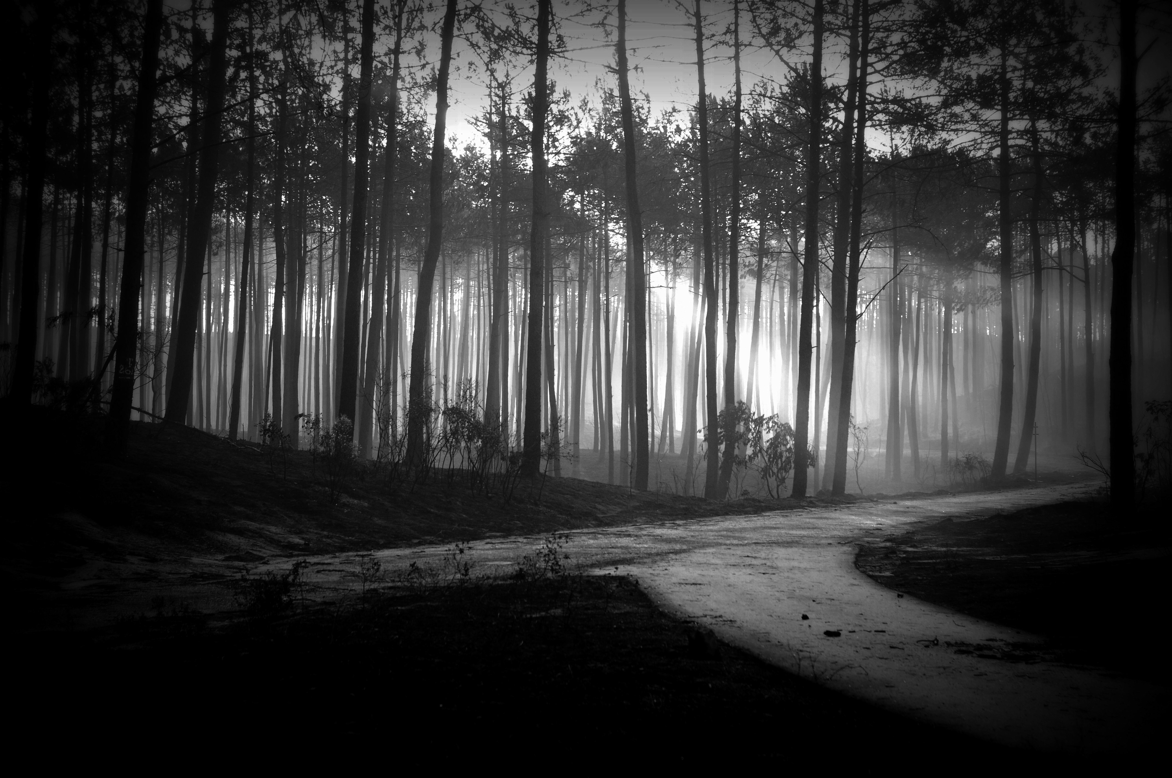 S. Pedro de Moel - 2 days after the fire in Oct 2017. All the forest gone!