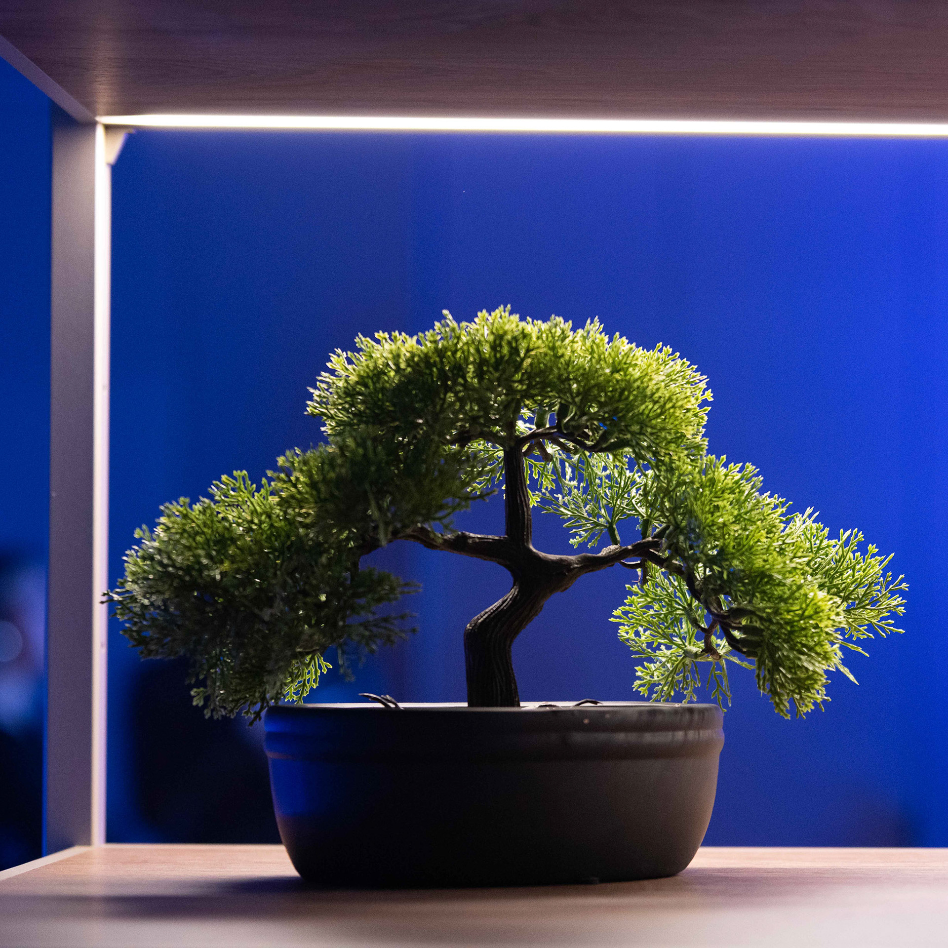 © Copyright uso não autorizado