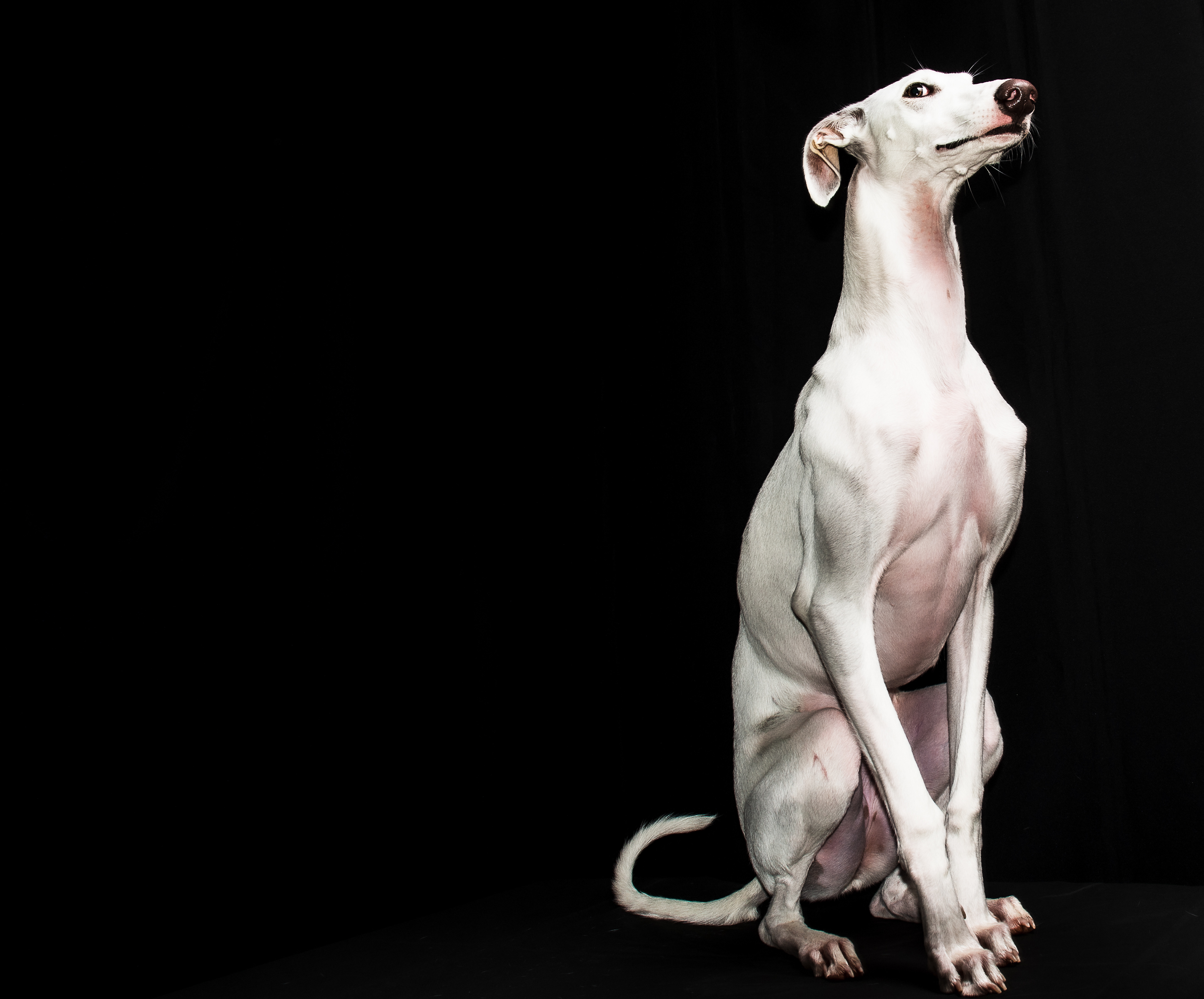 Alba the greyhound