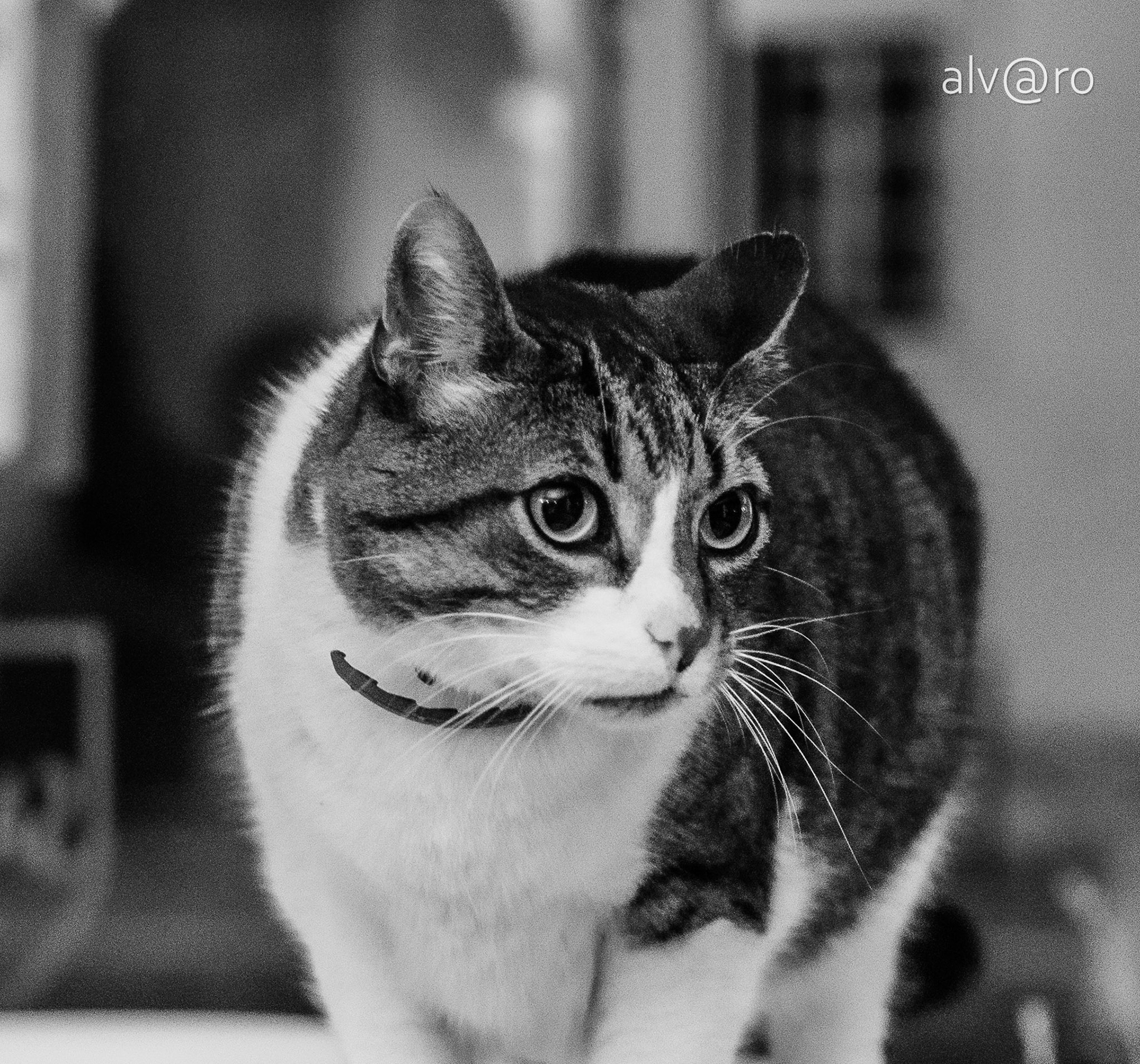 Bigodes