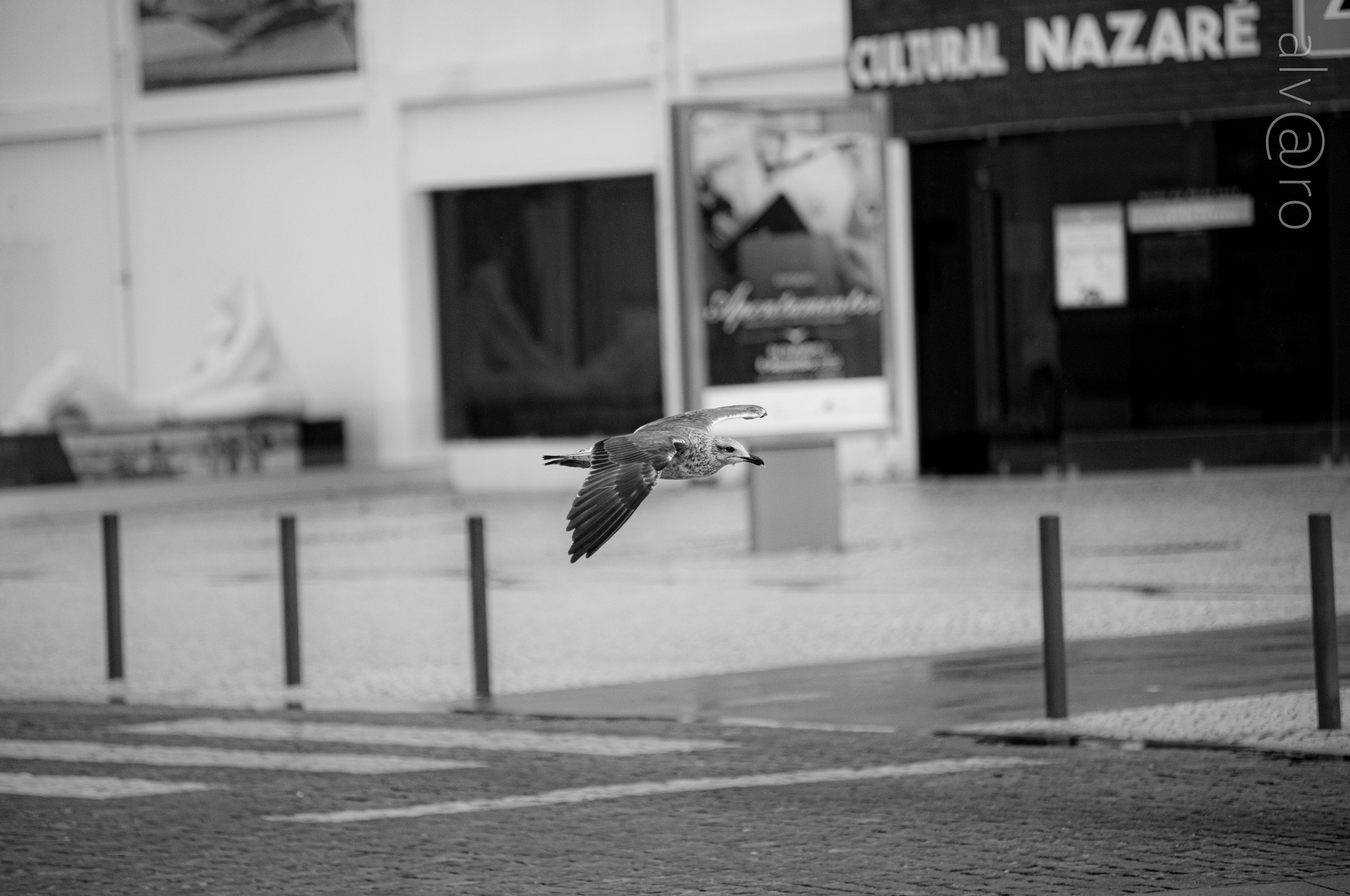 Nazaré