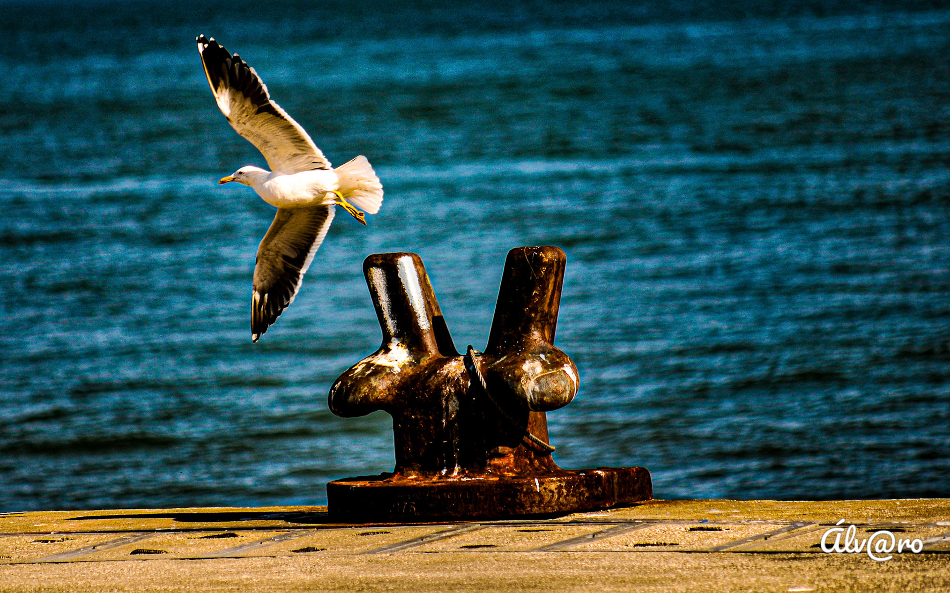 Seagull, Lisbon
