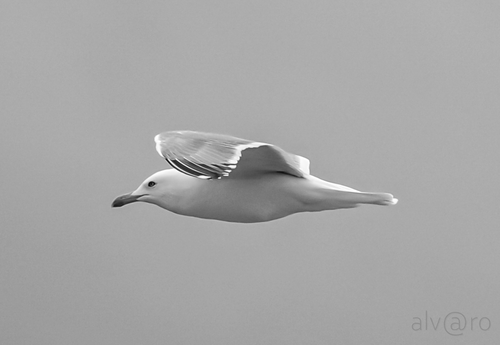 Seagull at 50 m high