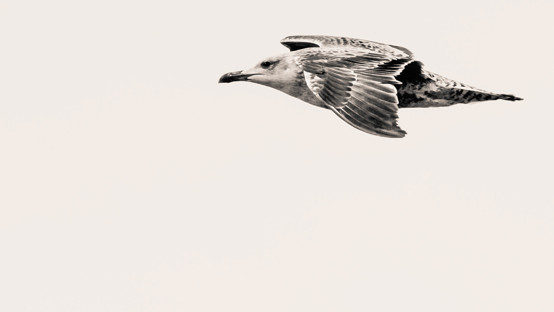 Seagull at 110 km/h - Nazaré Jan 2024