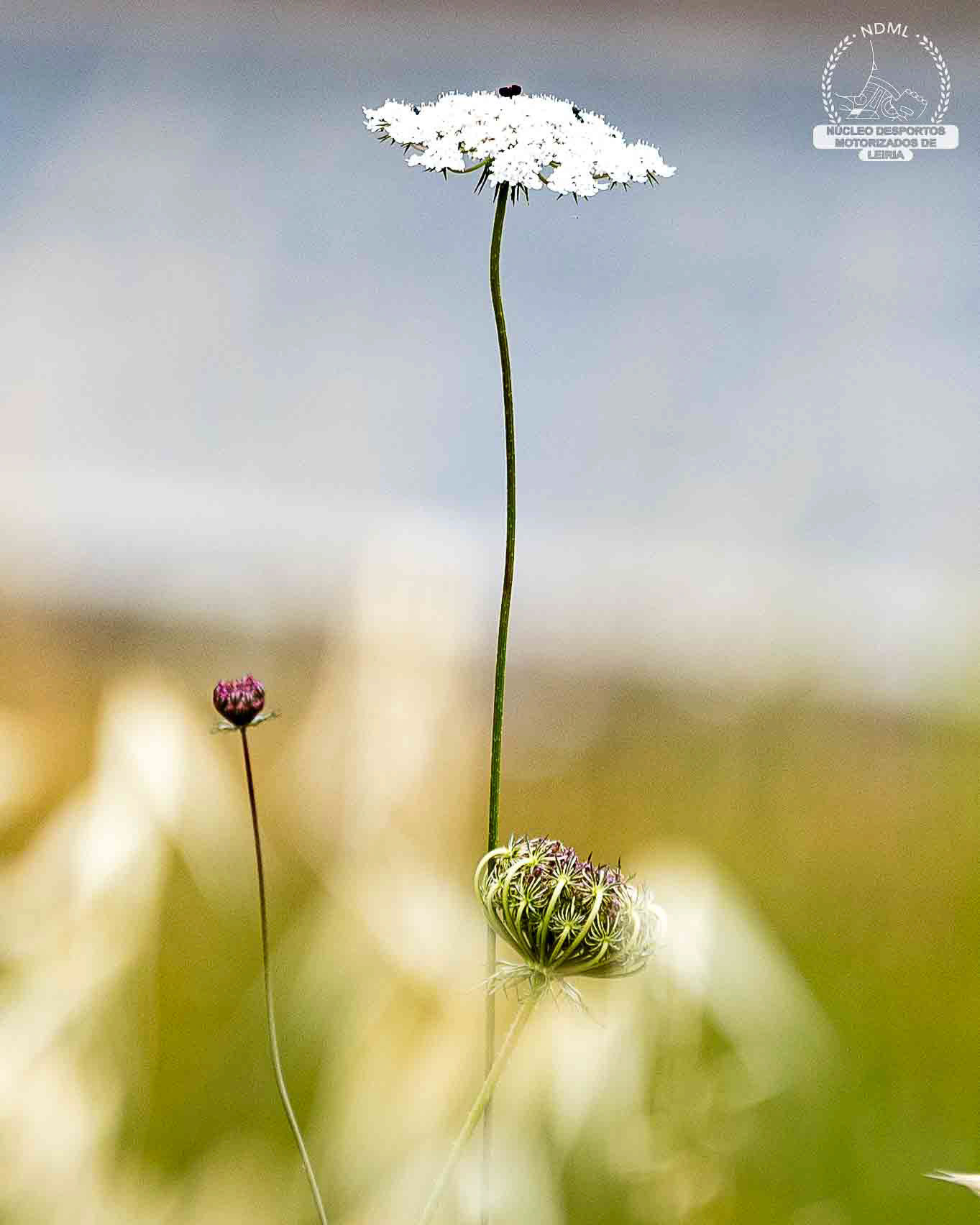 © Copyright uso não autorizado