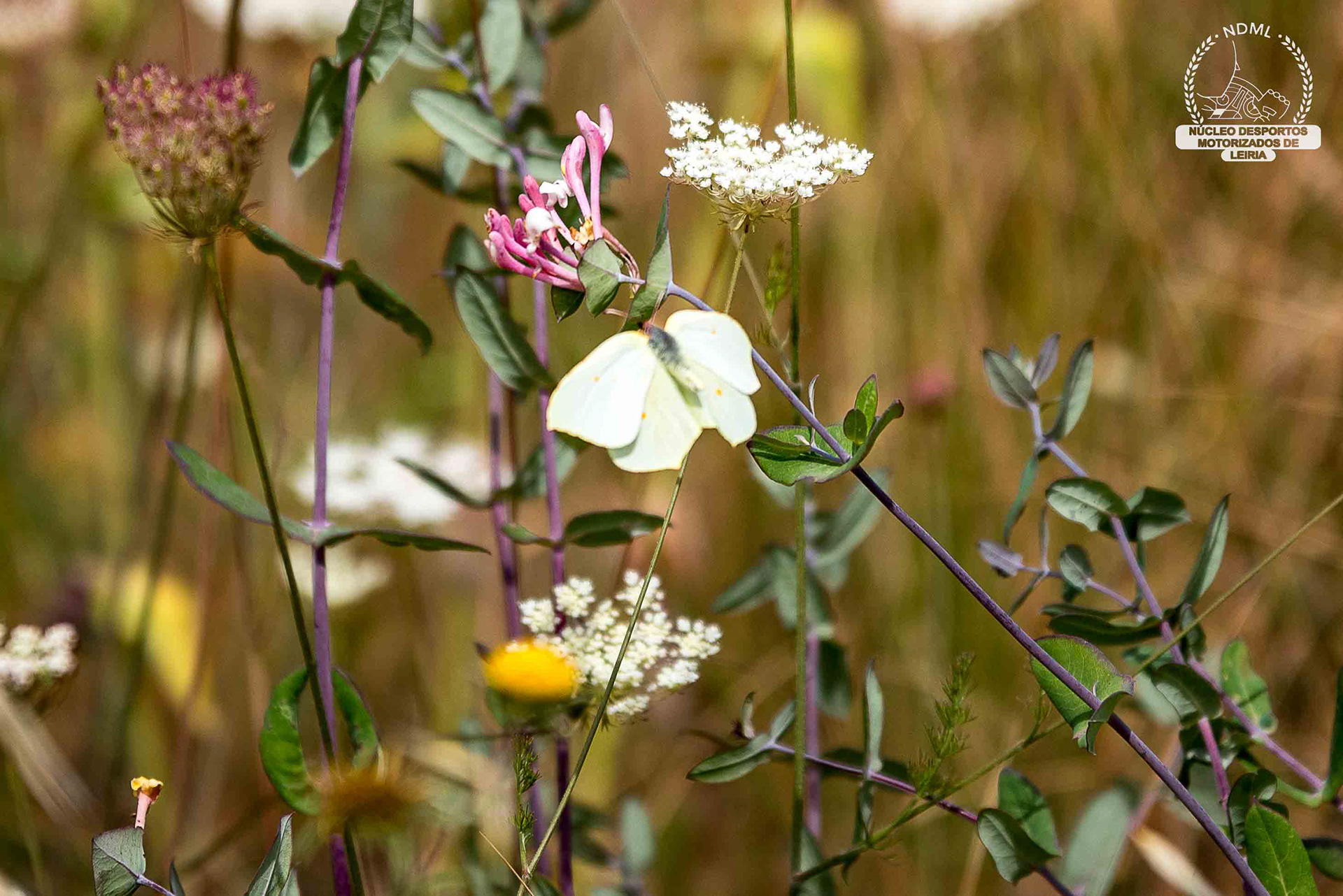 © Copyright uso não autorizado