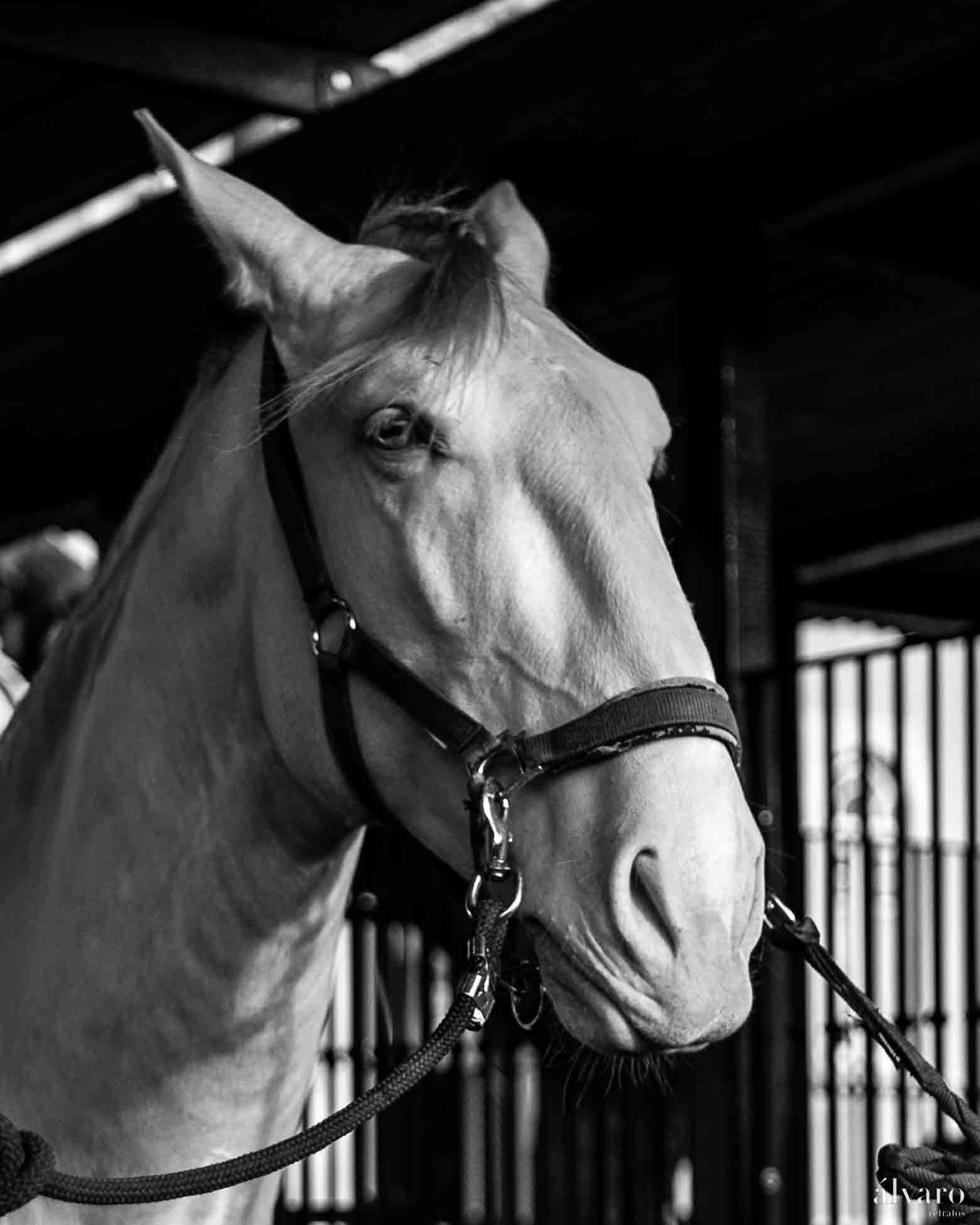 © Copyright uso não autorizado