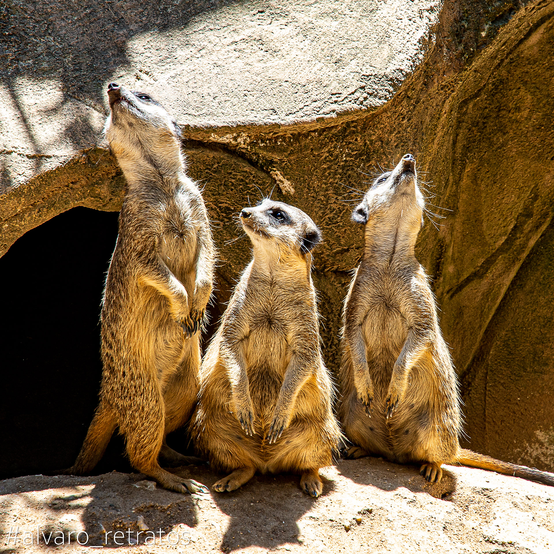 Zoo de Lisboa