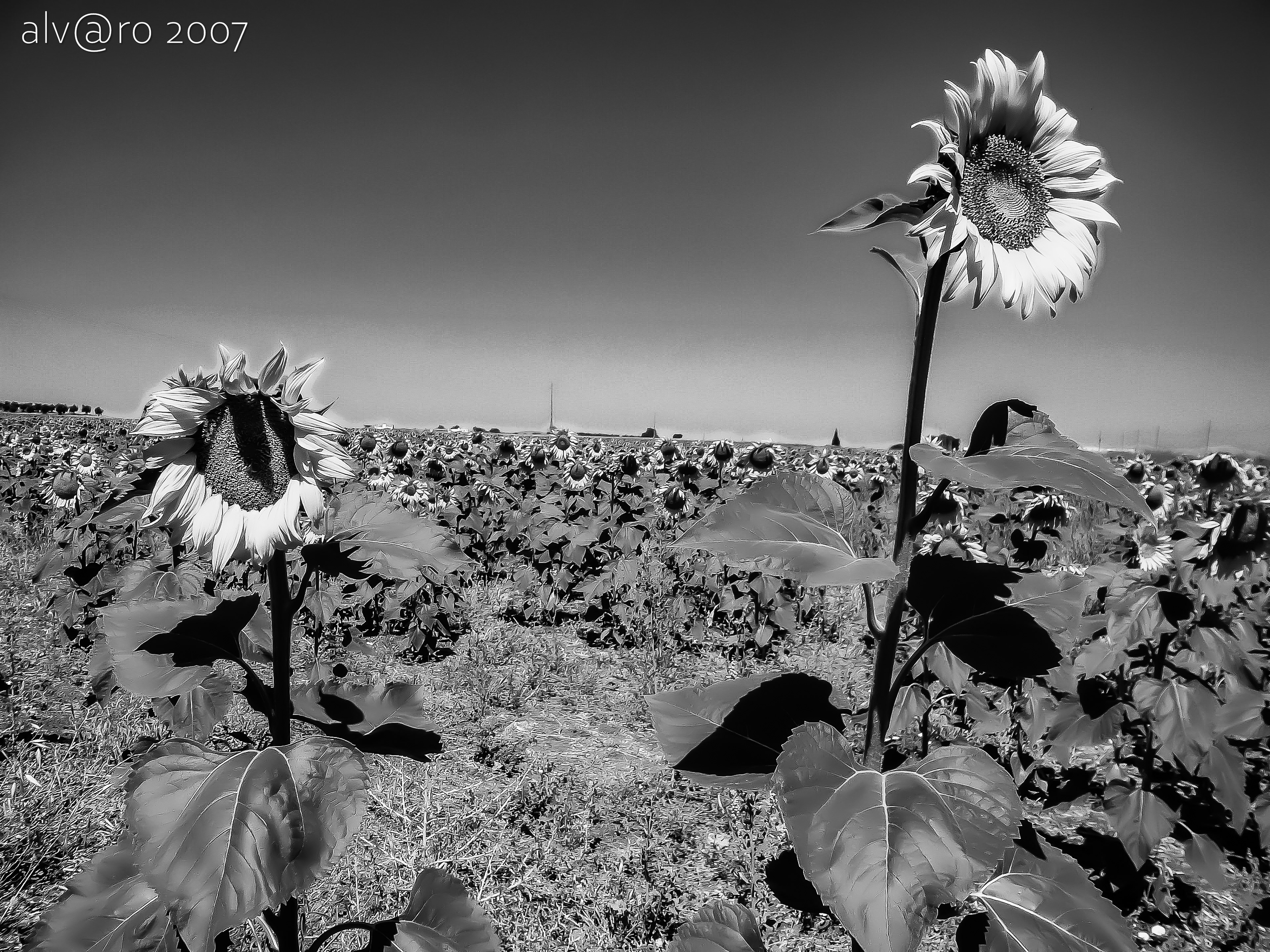 Sunflower, Beja