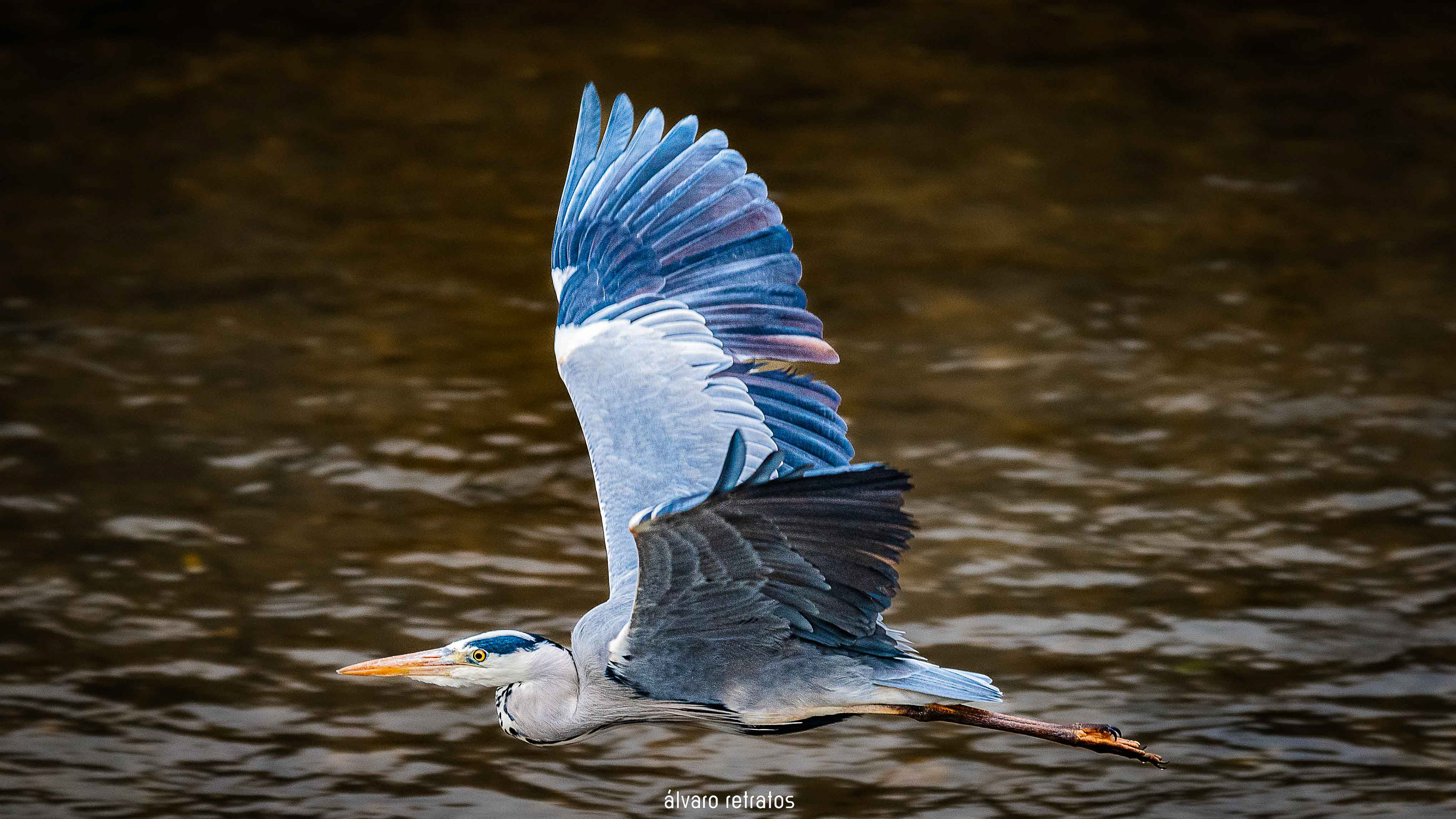 Garça Real (disponível para imprimir)