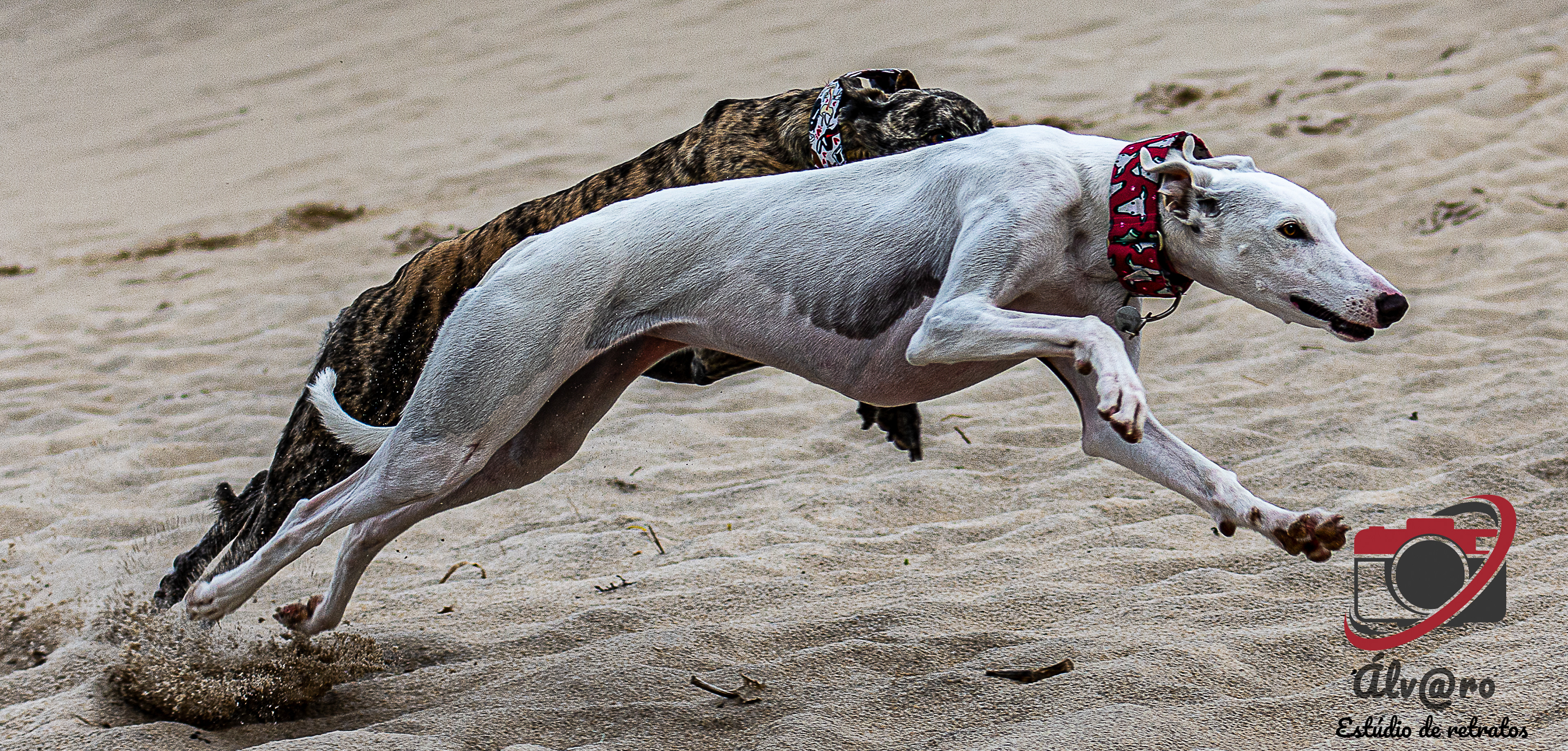 Greyhound on the beach