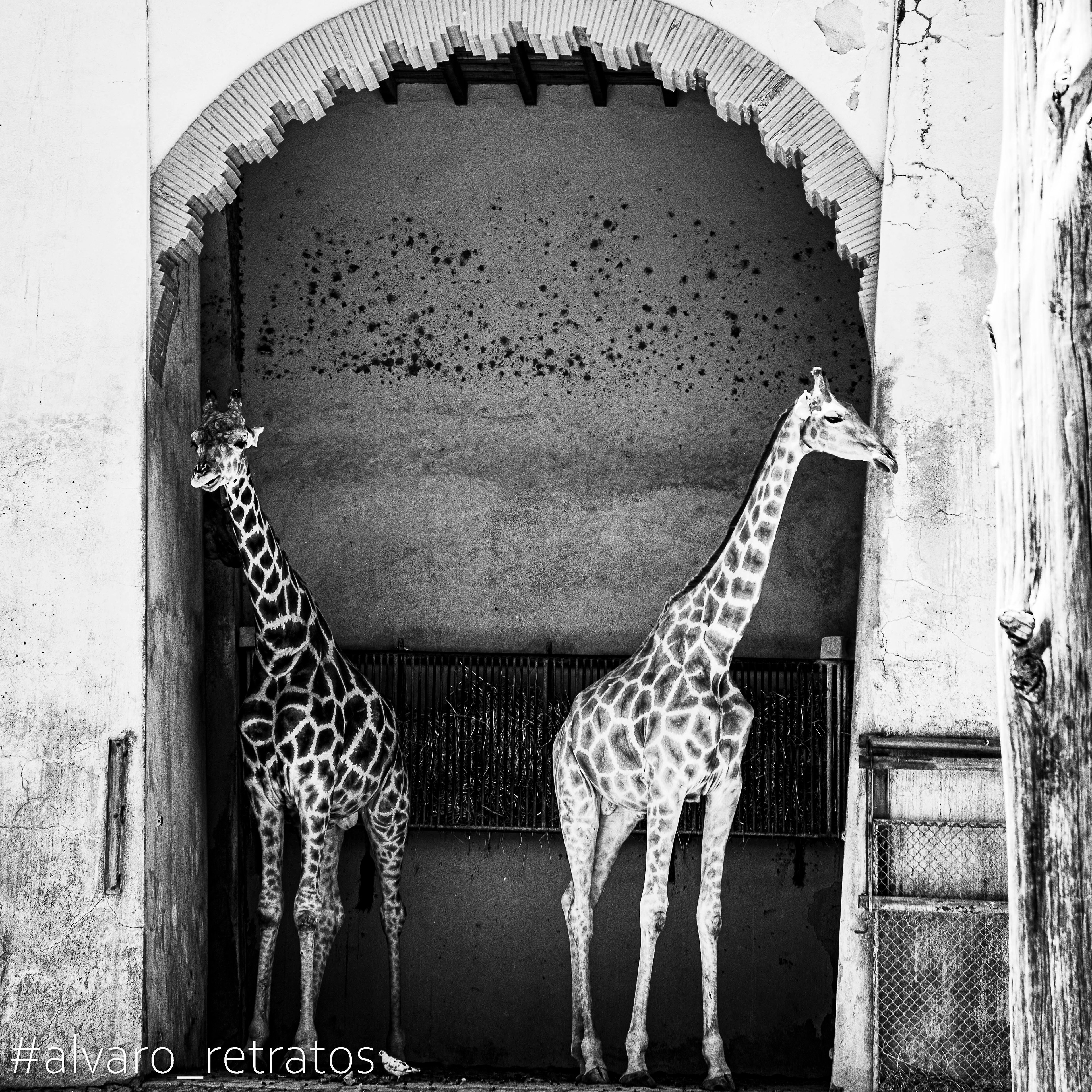 Zoo de Lisboa
