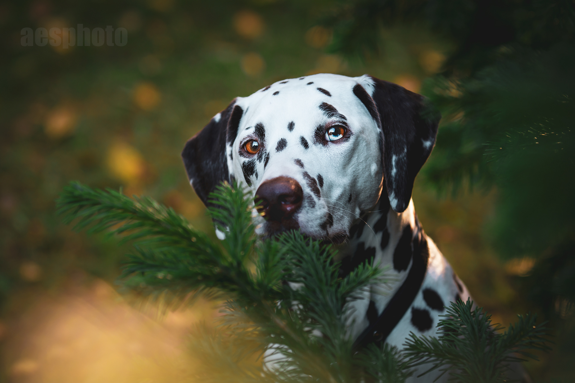 DALMATIALAINEN MANNA