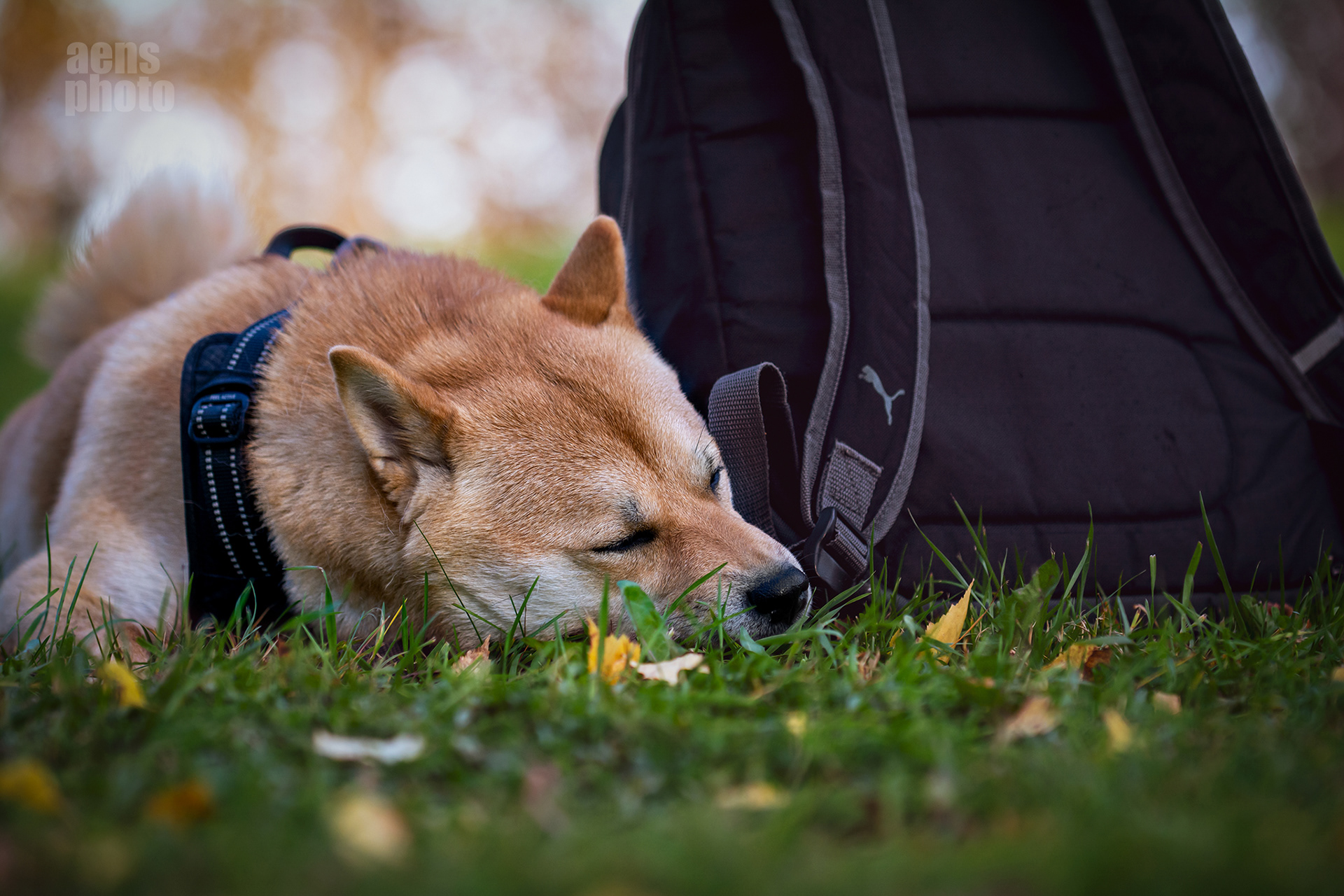SHIBA INU JIRO