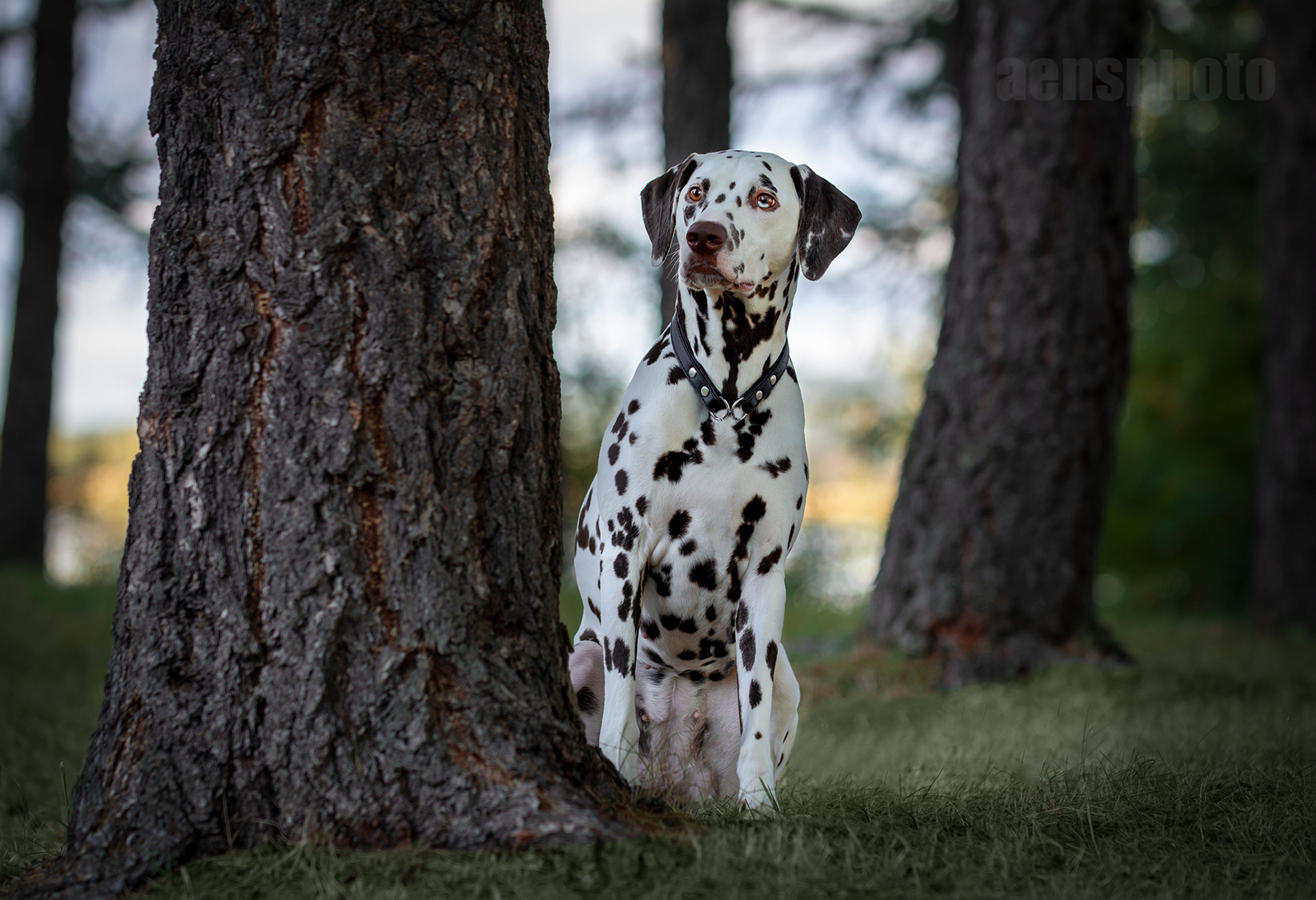 DALMATIALAINEN MANNA