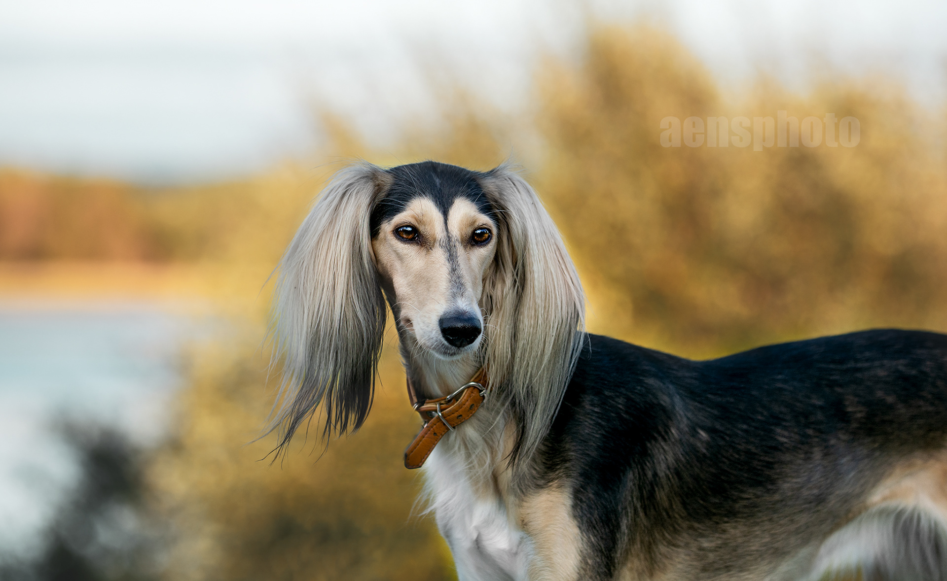 SALUKI LILLI