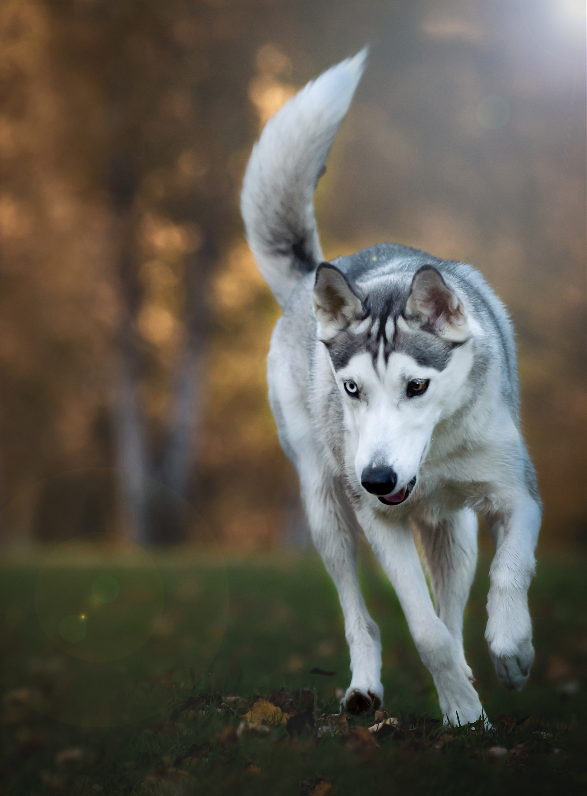 SIPERIAN HUSKY RIESKA