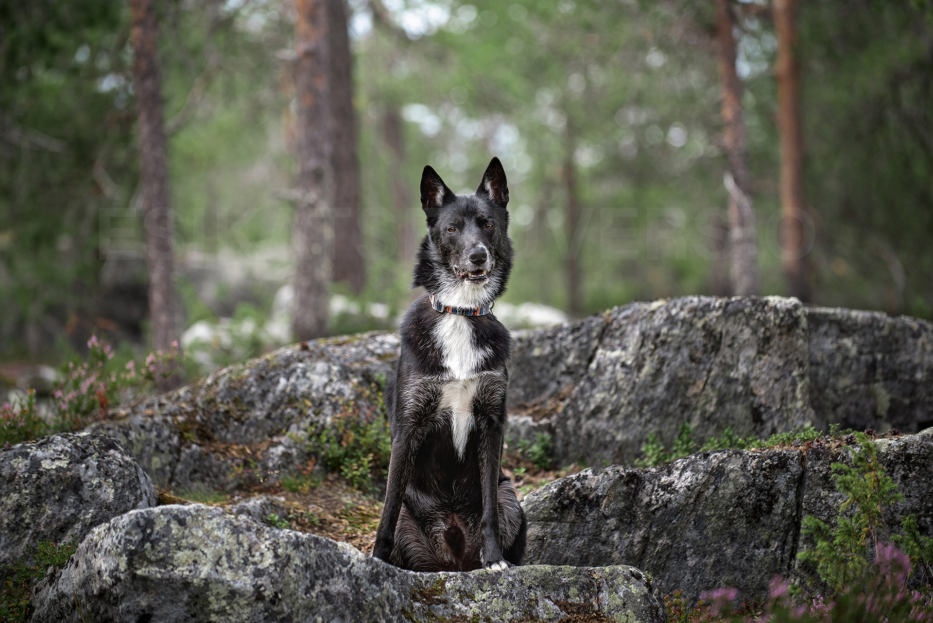 Koda1