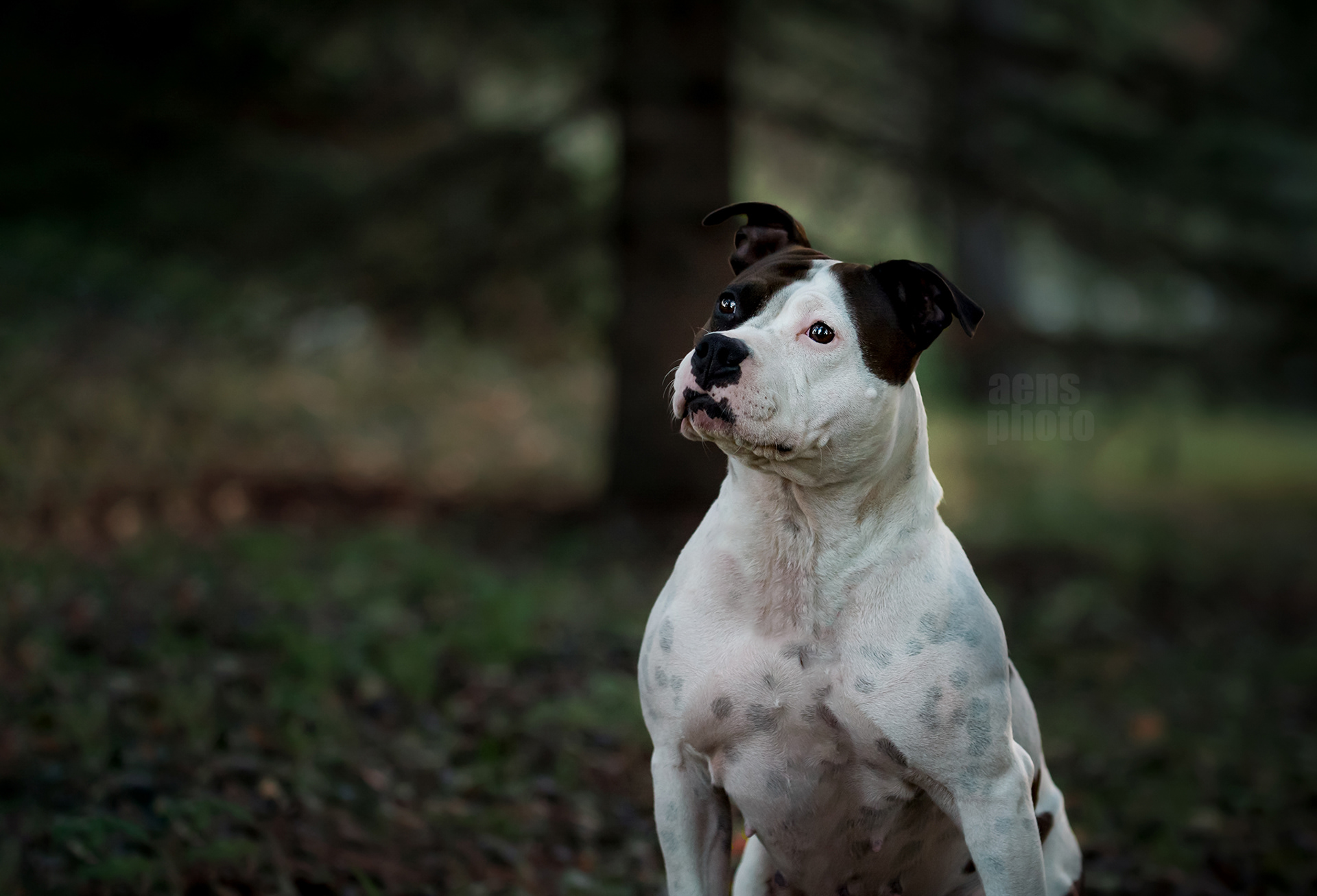 AMSTAFF MARTTA