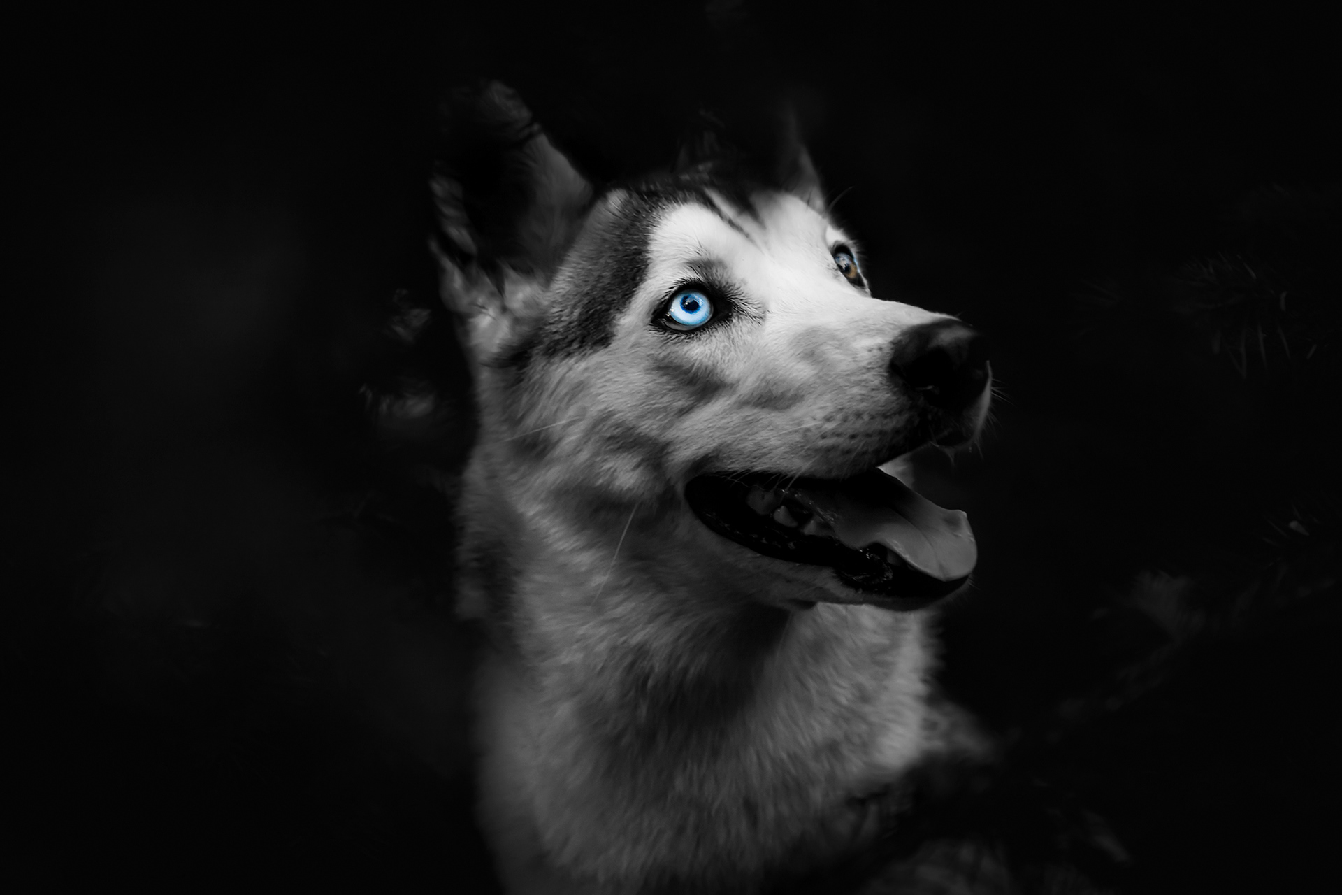 SIPERIAN HUSKY RIESKA