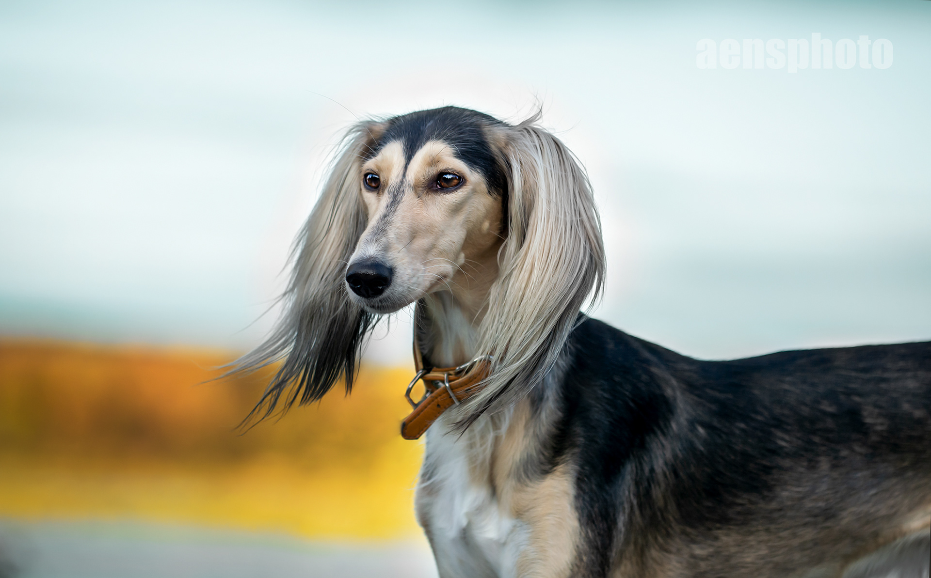 SALUKI LILLI