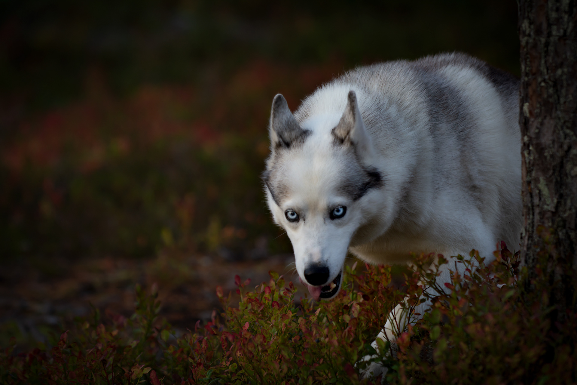 SIPERIAN HUSKY MISKA