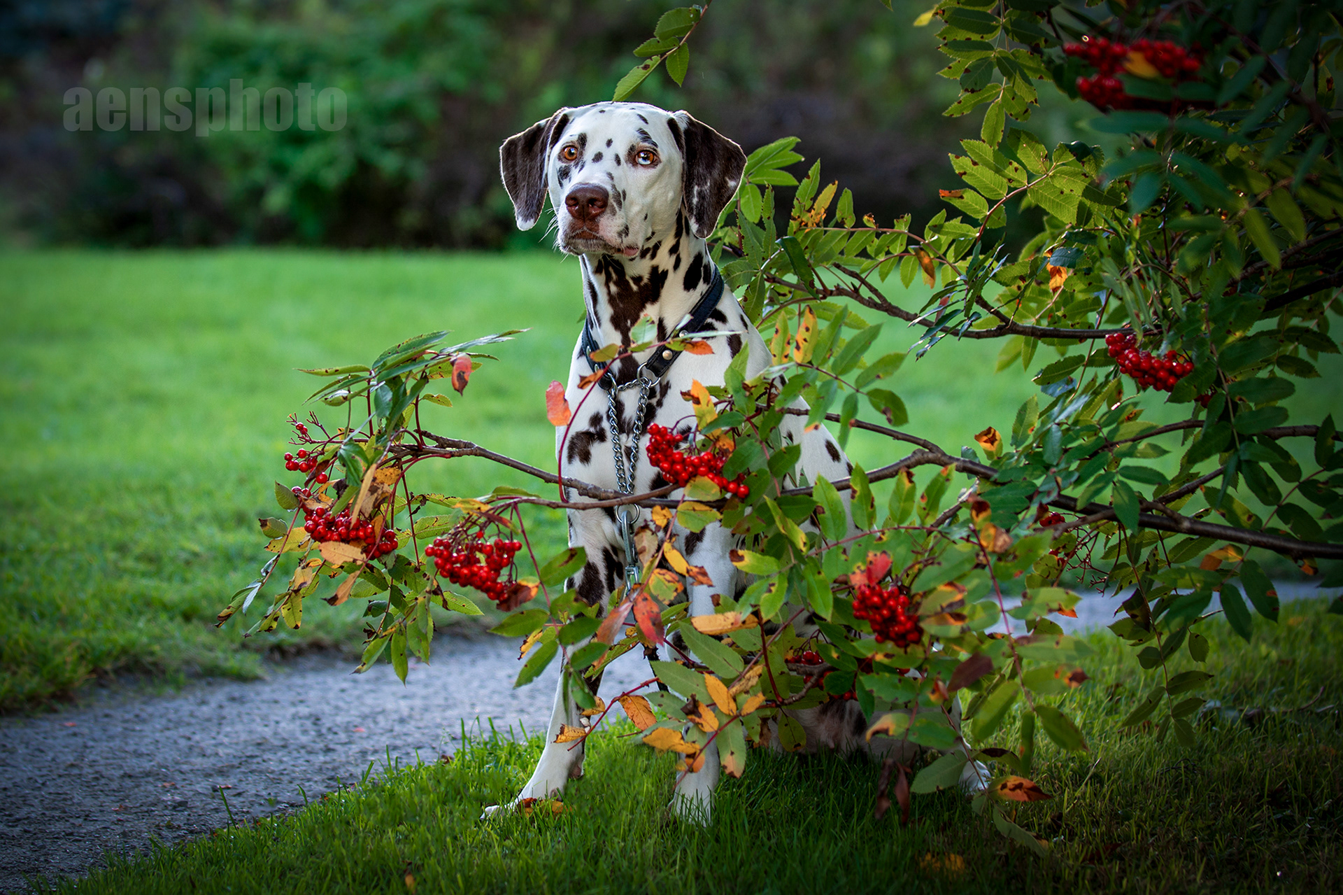 DALMATIALAINEN MANNA