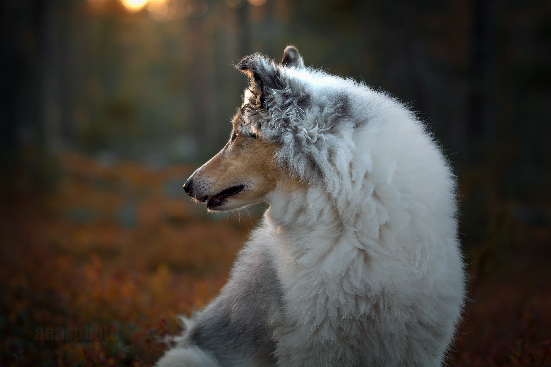 PITKÄKARVAINEN COLLIE LASSI