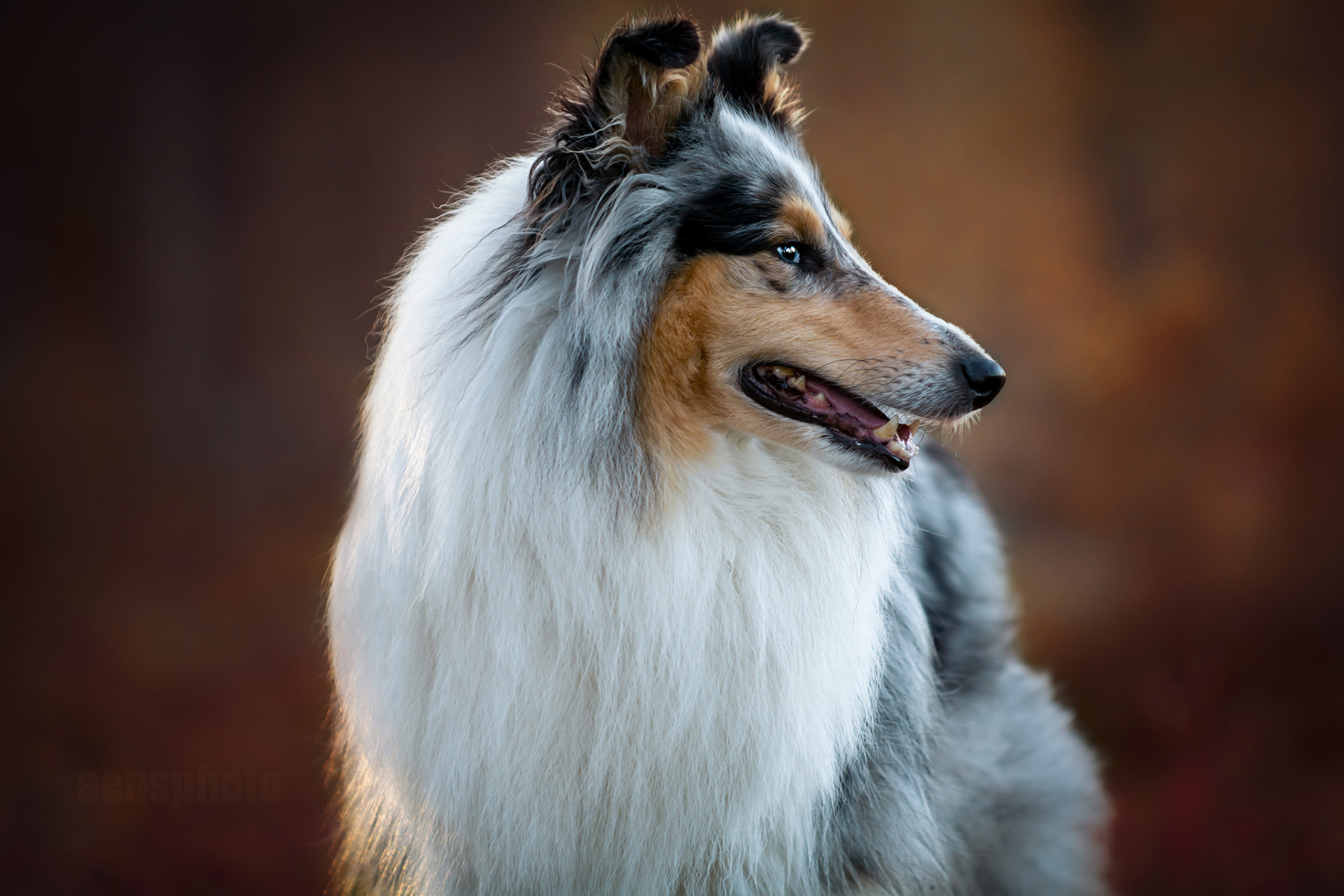PITKÄKARVAINEN COLLIE LILLI