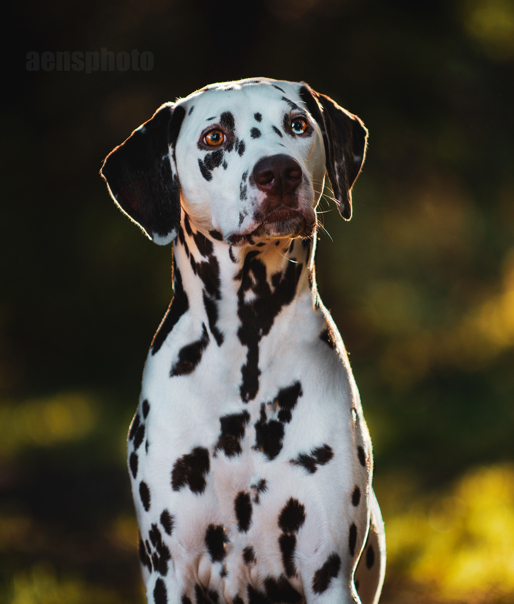 DALMATIALAINEN MANNA