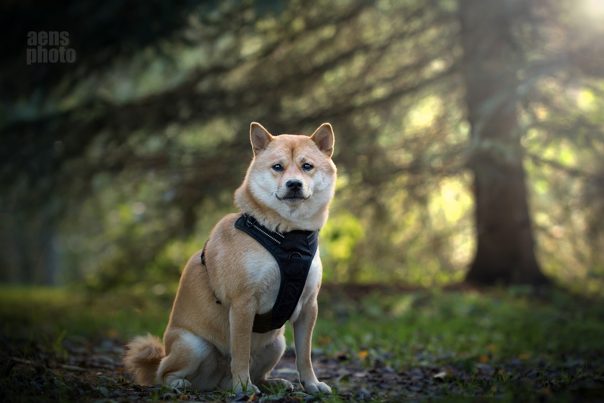 SHIBA INU JIRO