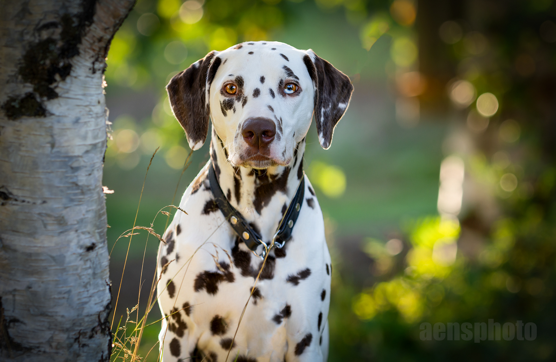 DALMATIALAINEN MANNA