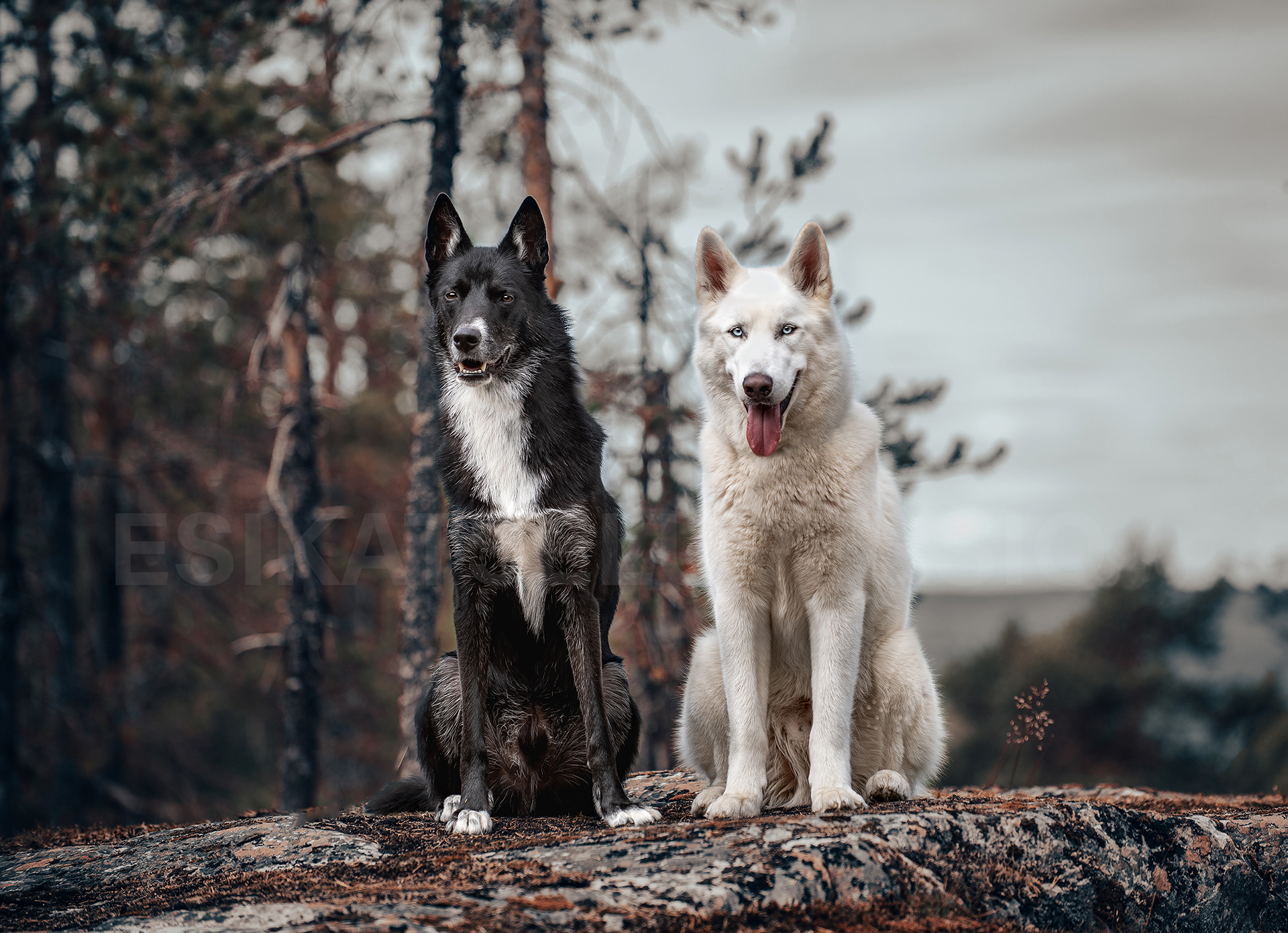 Koda&Atlas