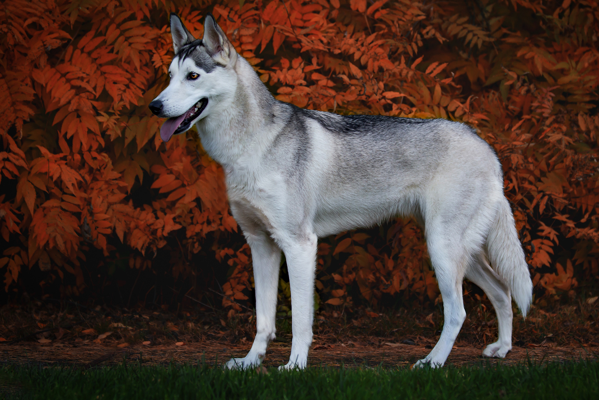 SIPERIAN HUSKY RIESKA