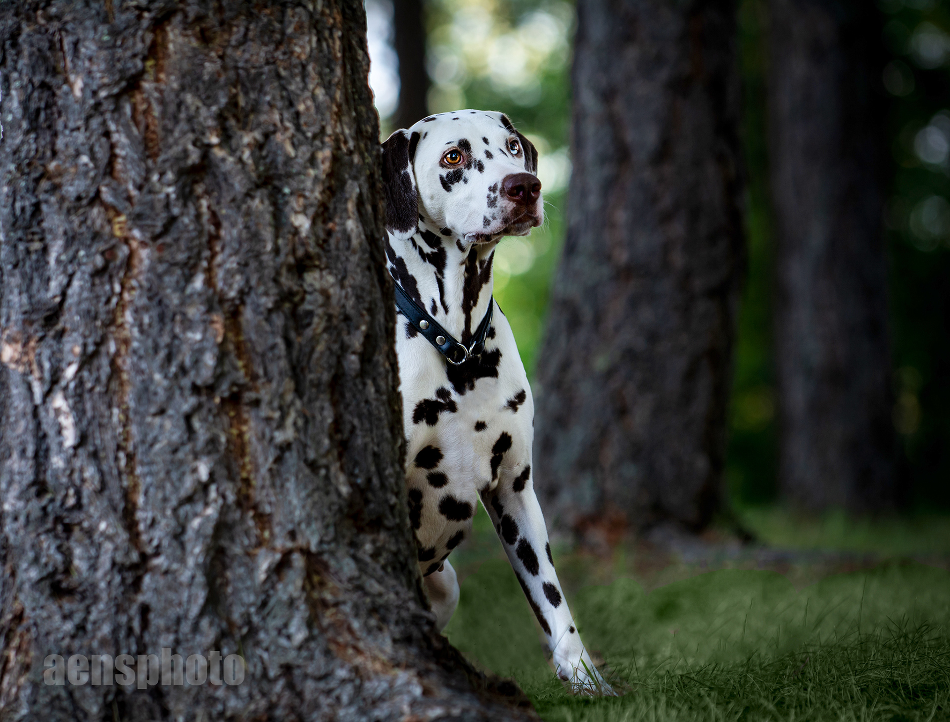 DALMATIALAINEN MANNA