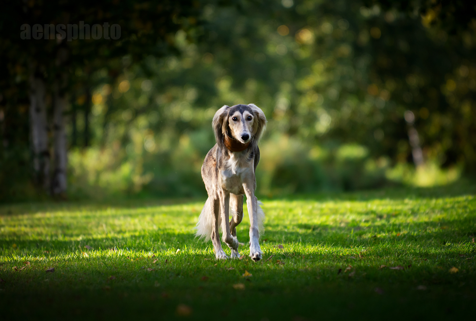 SALUKI LILLI