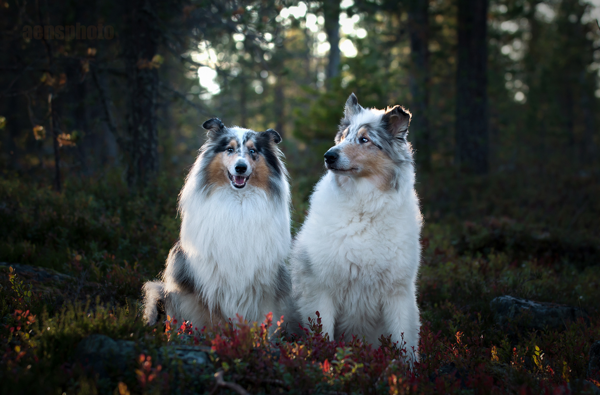 PITKÄKARVAISET COLLIET LILLI & LASSE