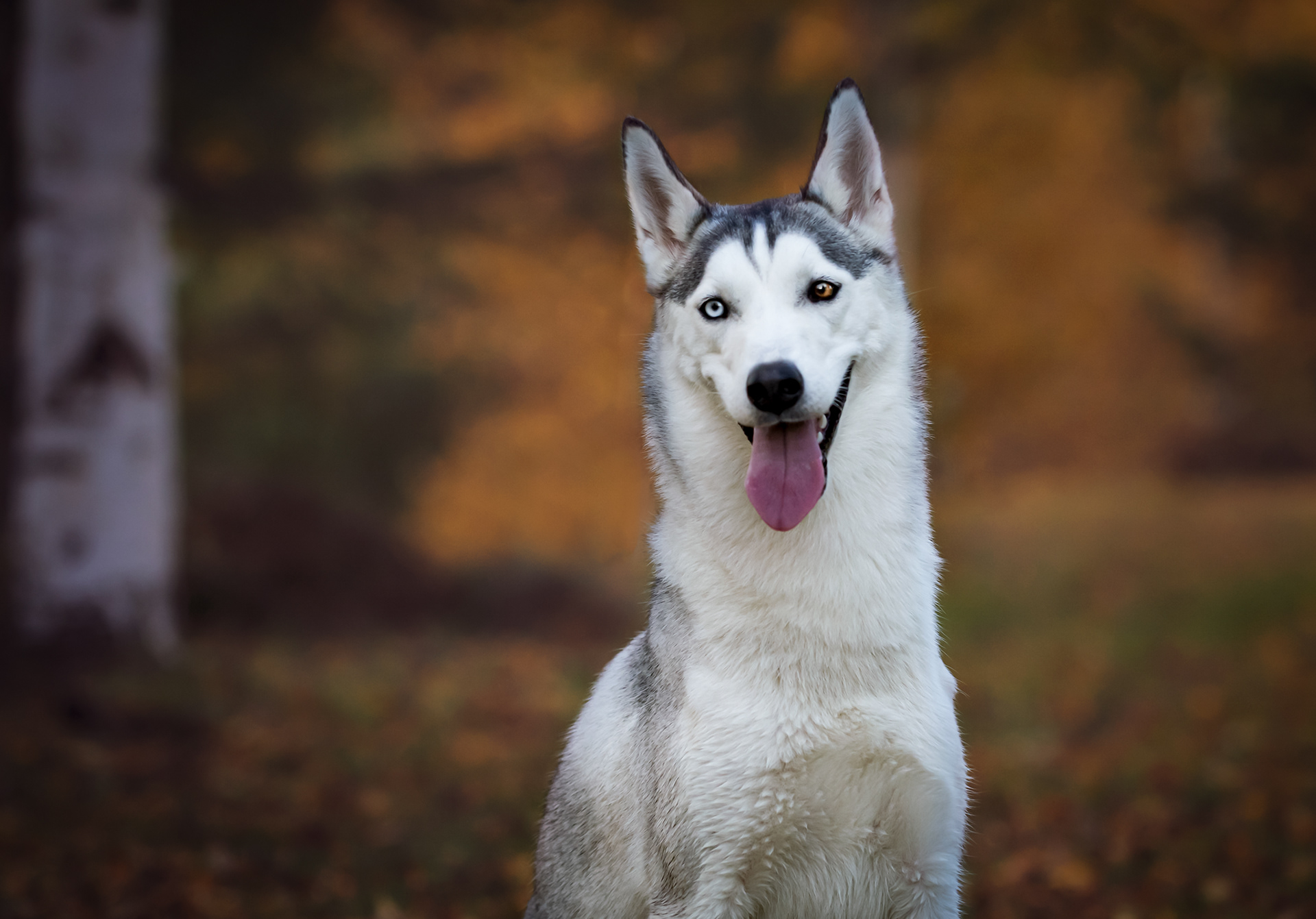 SIPERIAN HUSKY RIESKA