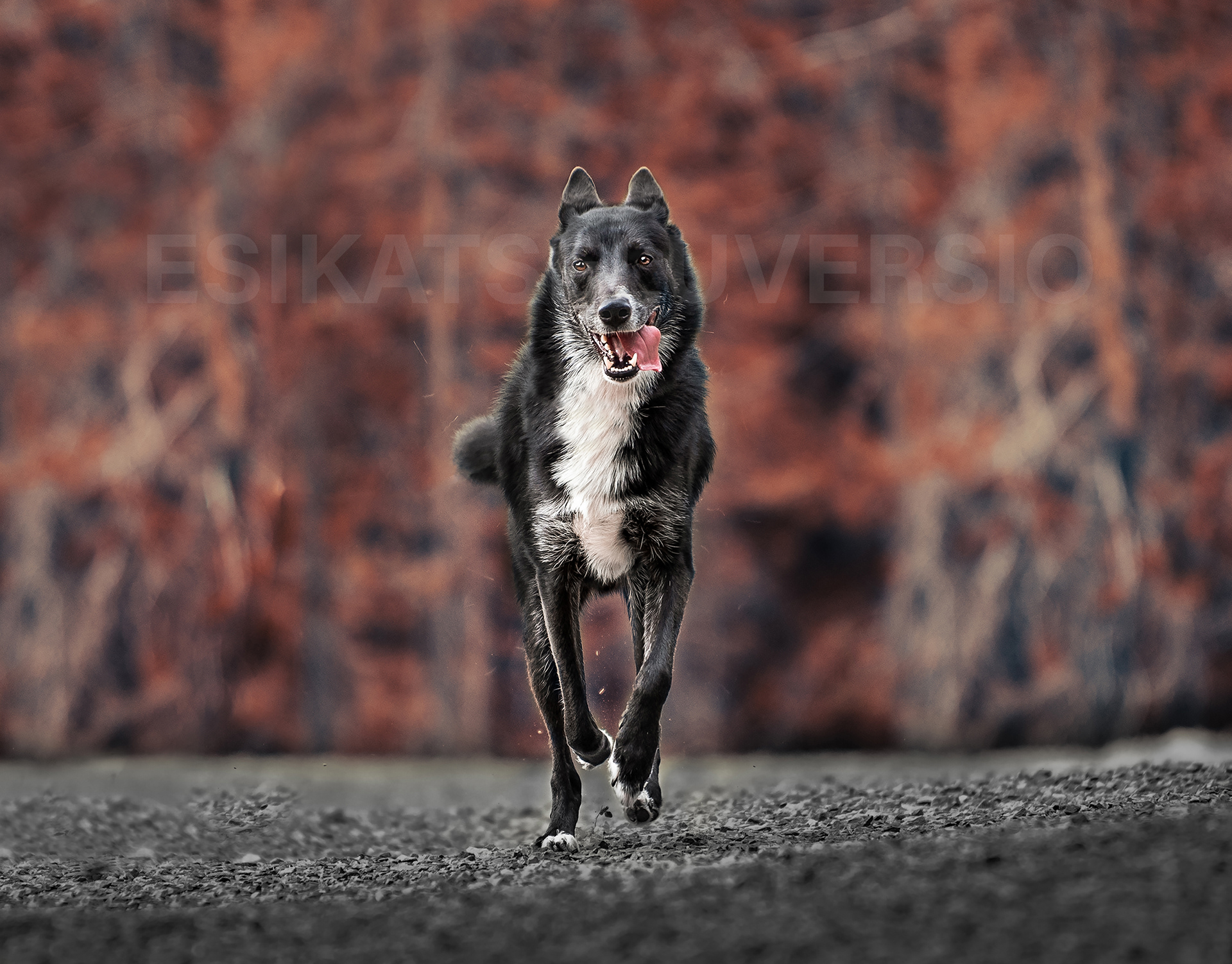 Koda5