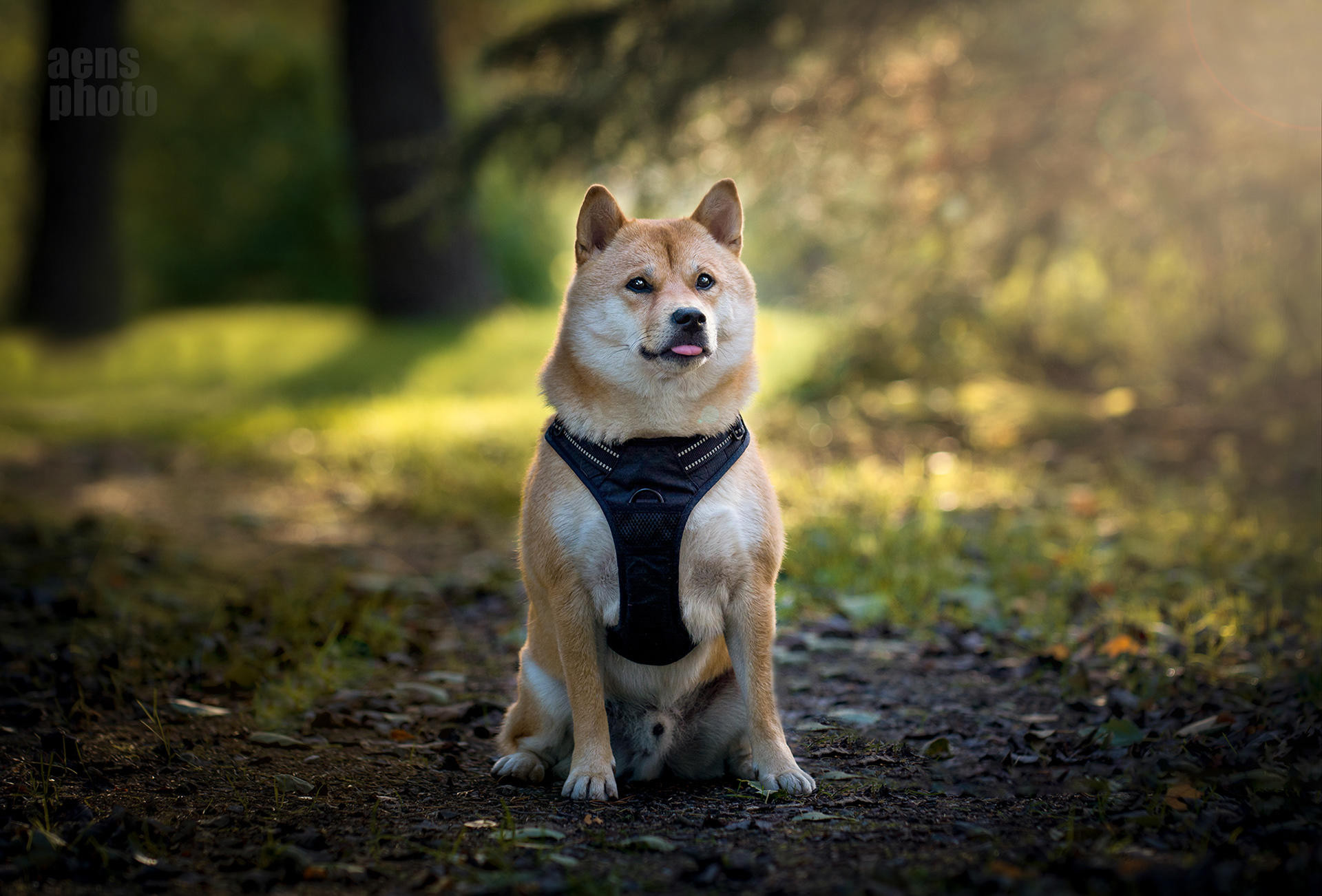 SHIBA INU JIRO