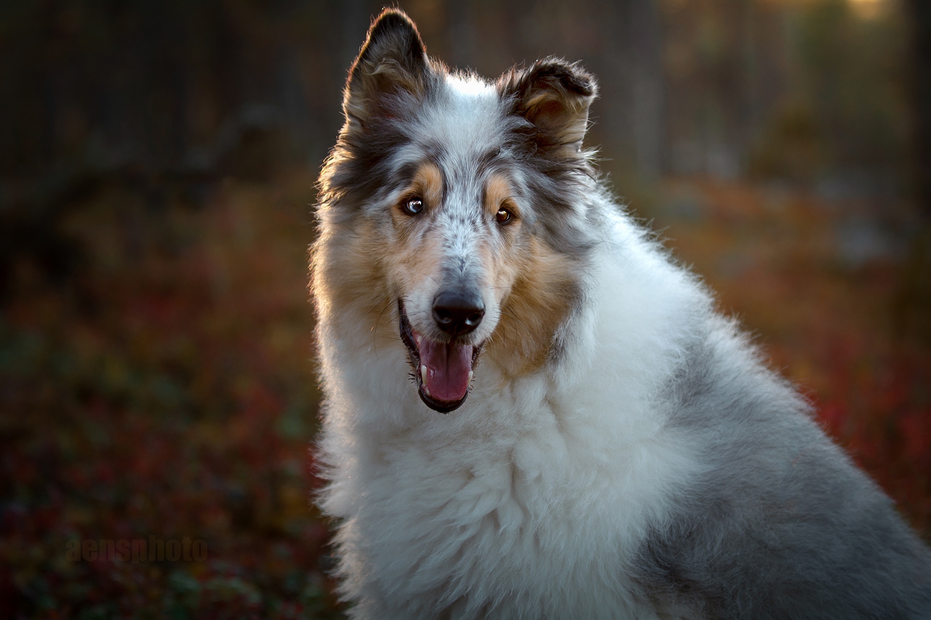 PITKÄKARVAINEN COLLIE LASSI