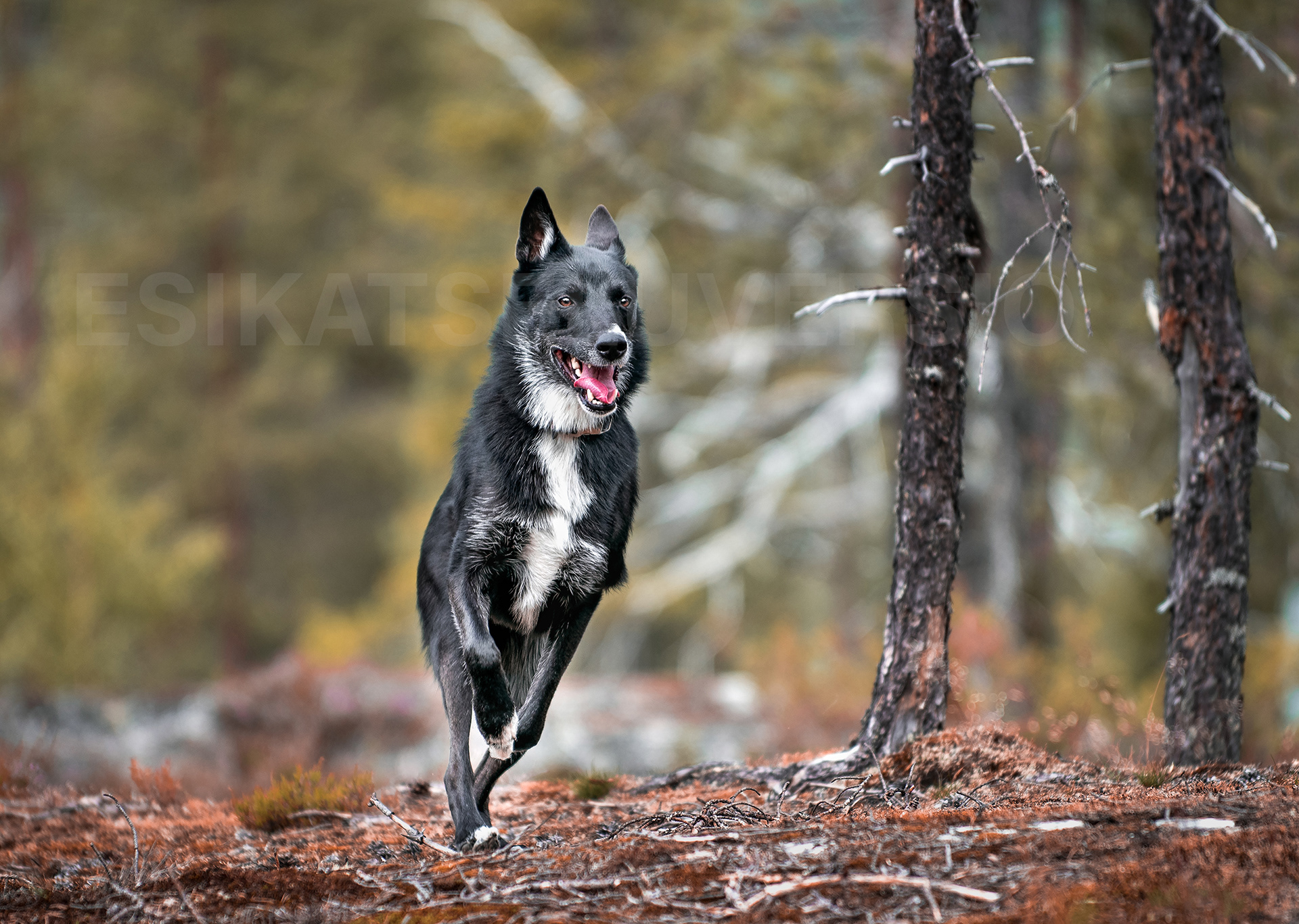 Koda4